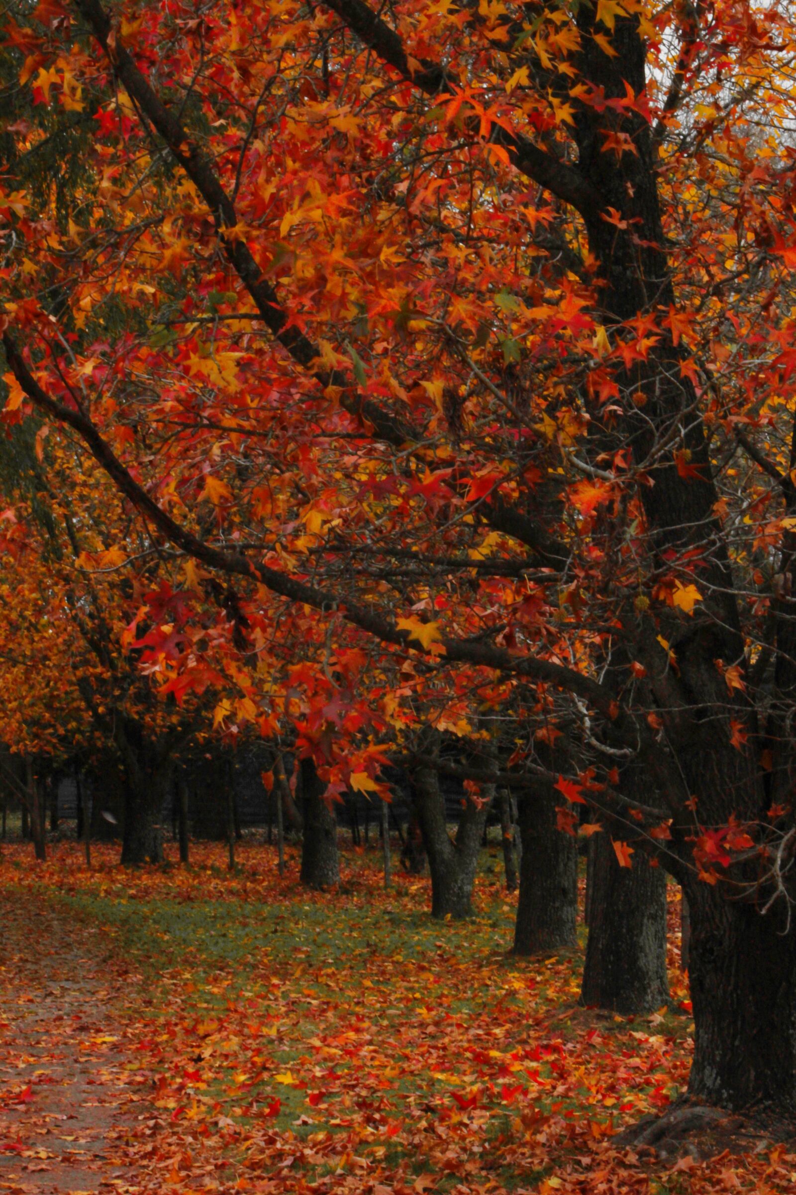 Canon EF 75-300mm f/4-5.6 sample photo. Autumn, trees, forest photography