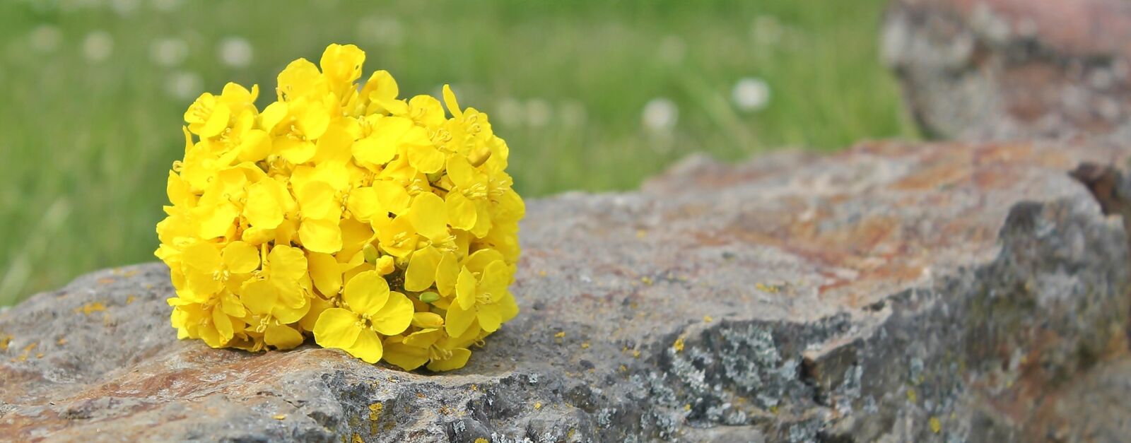 Canon EOS 550D (EOS Rebel T2i / EOS Kiss X4) sample photo. Oilseed rape, stone, nature photography