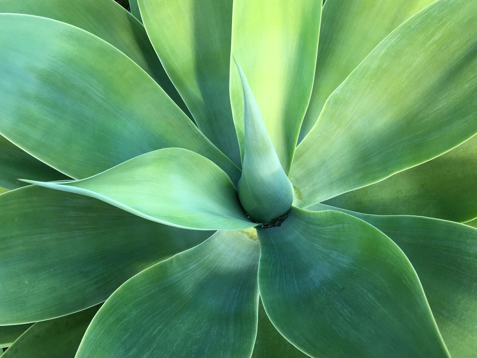 Apple iPhone 6s Plus sample photo. Agave, green, plant photography