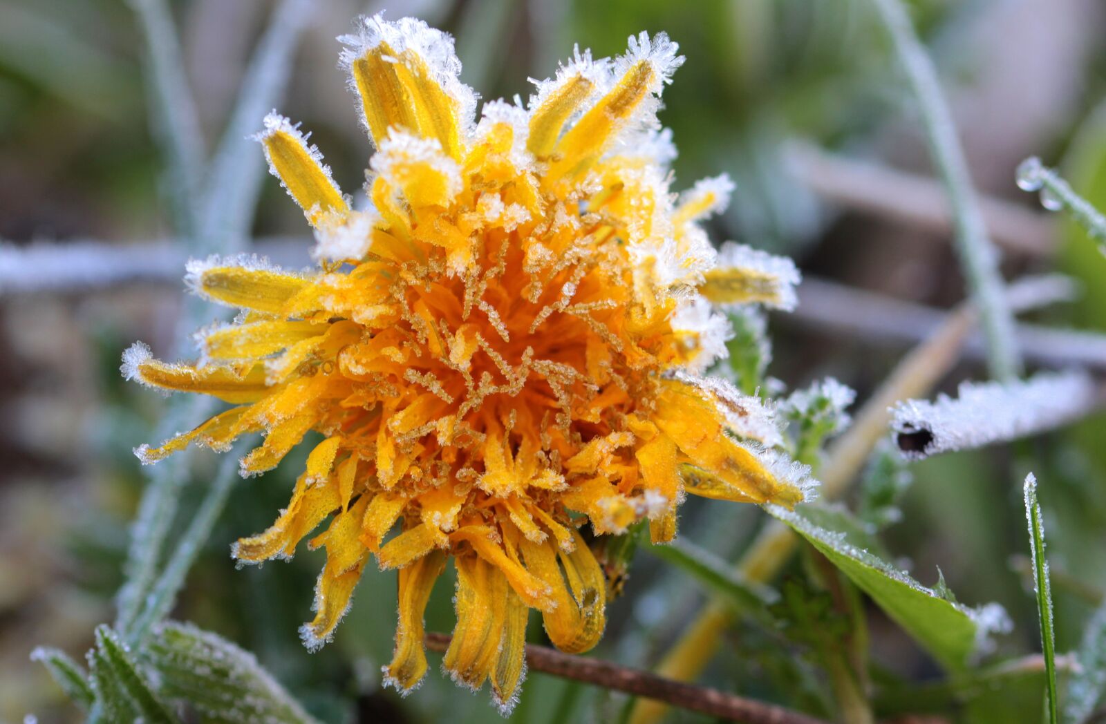 Canon EOS 650D (EOS Rebel T4i / EOS Kiss X6i) sample photo. Dandelion, pointed flower, taraxacum photography