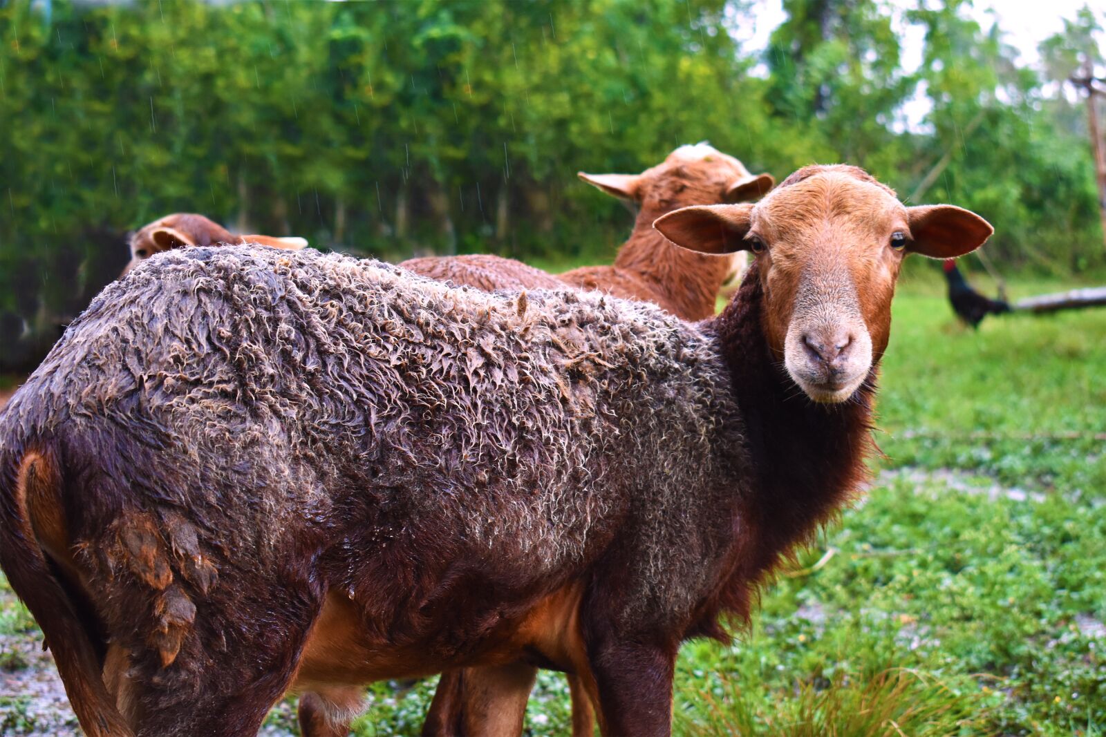 Nikon D3400 sample photo. Animals, rams, nature photography