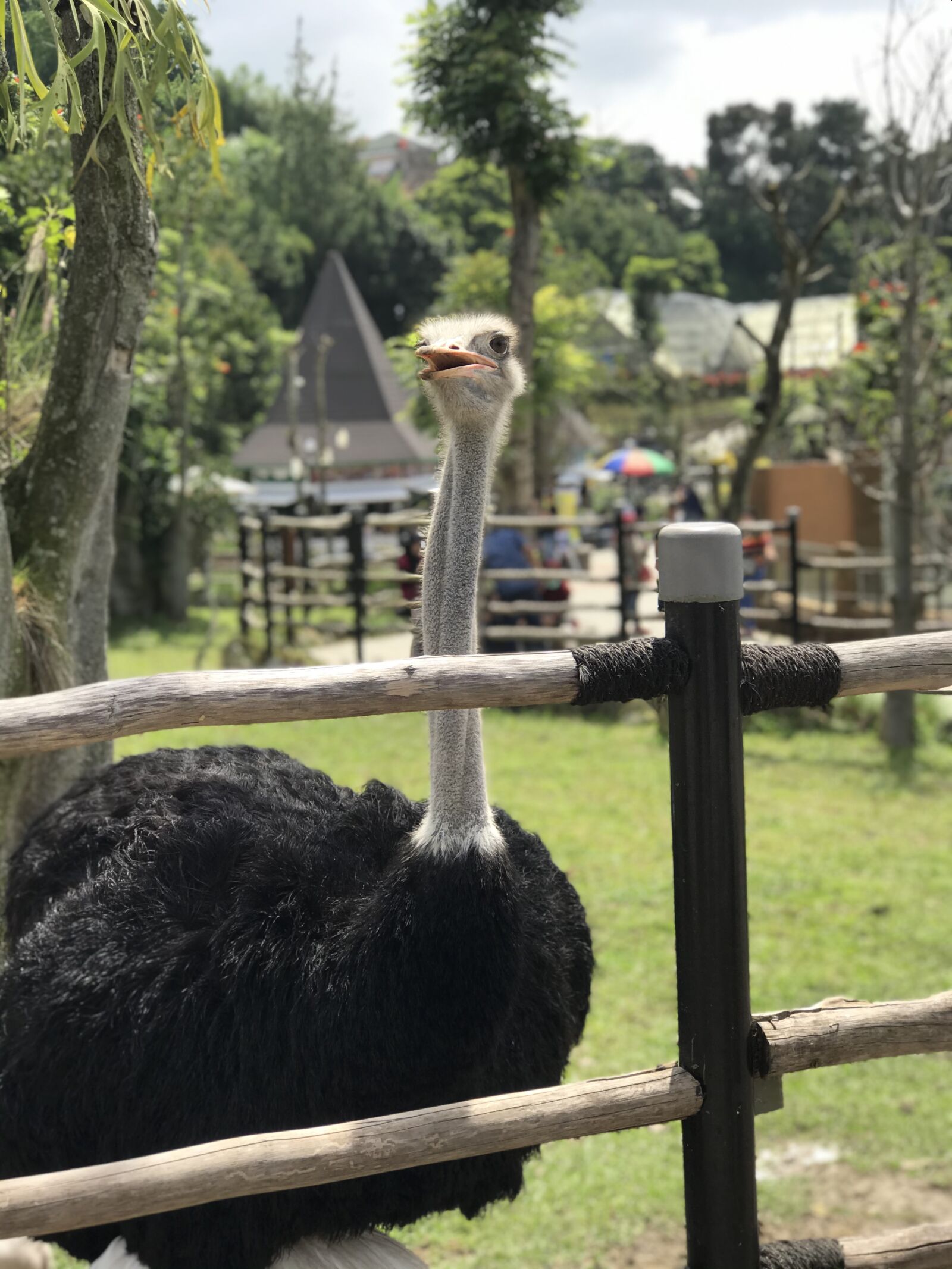Apple iPhone 7 Plus + iPhone 7 Plus back dual camera 6.6mm f/2.8 sample photo. Ostrich, zoo, animal photography