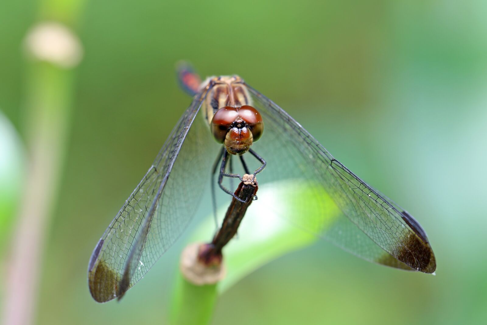 Canon EOS 7D Mark II sample photo. Nature, forest, insects photography