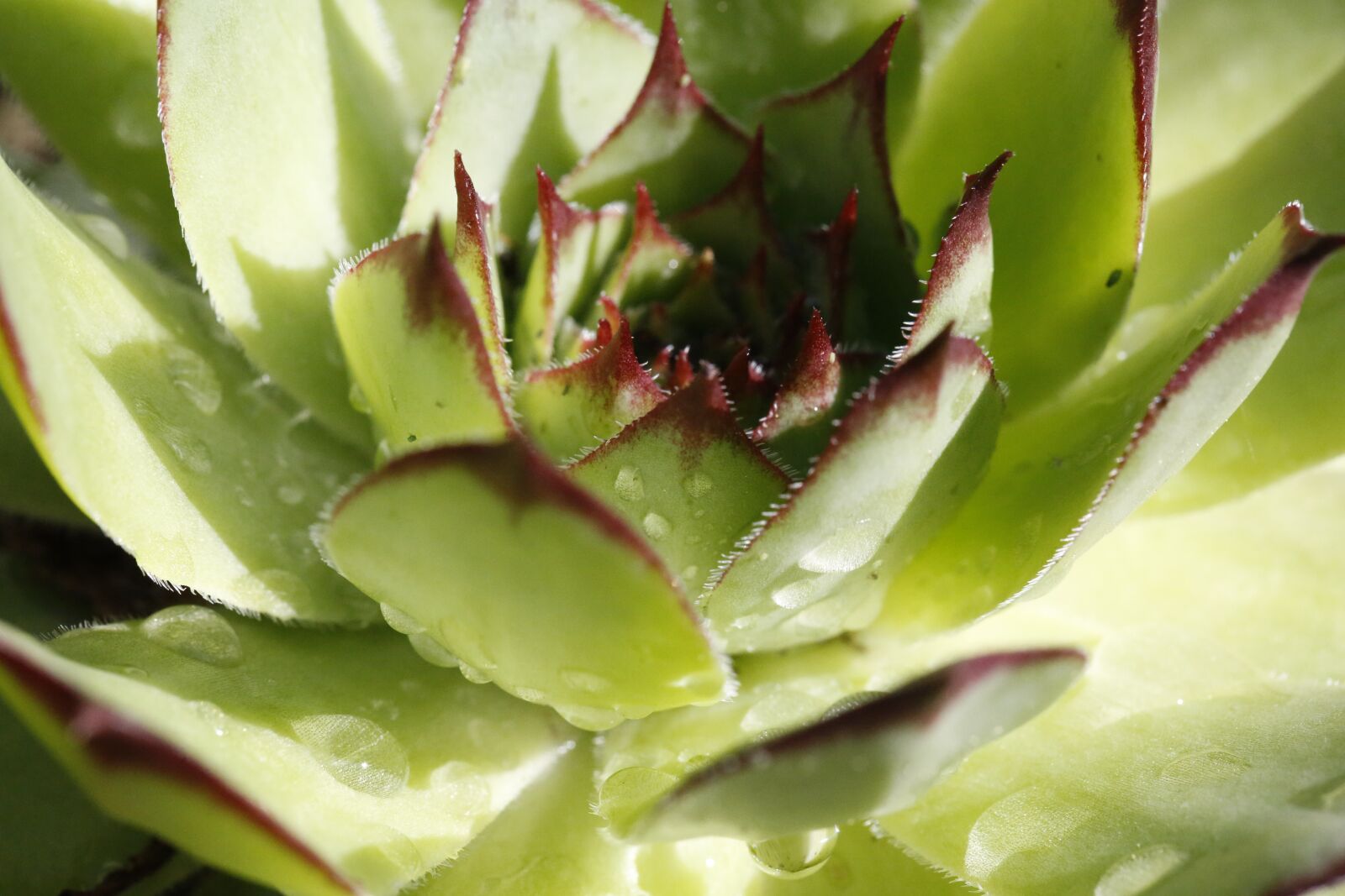Canon EF 100mm F2.8L Macro IS USM sample photo. Fat hen, plant, nature photography