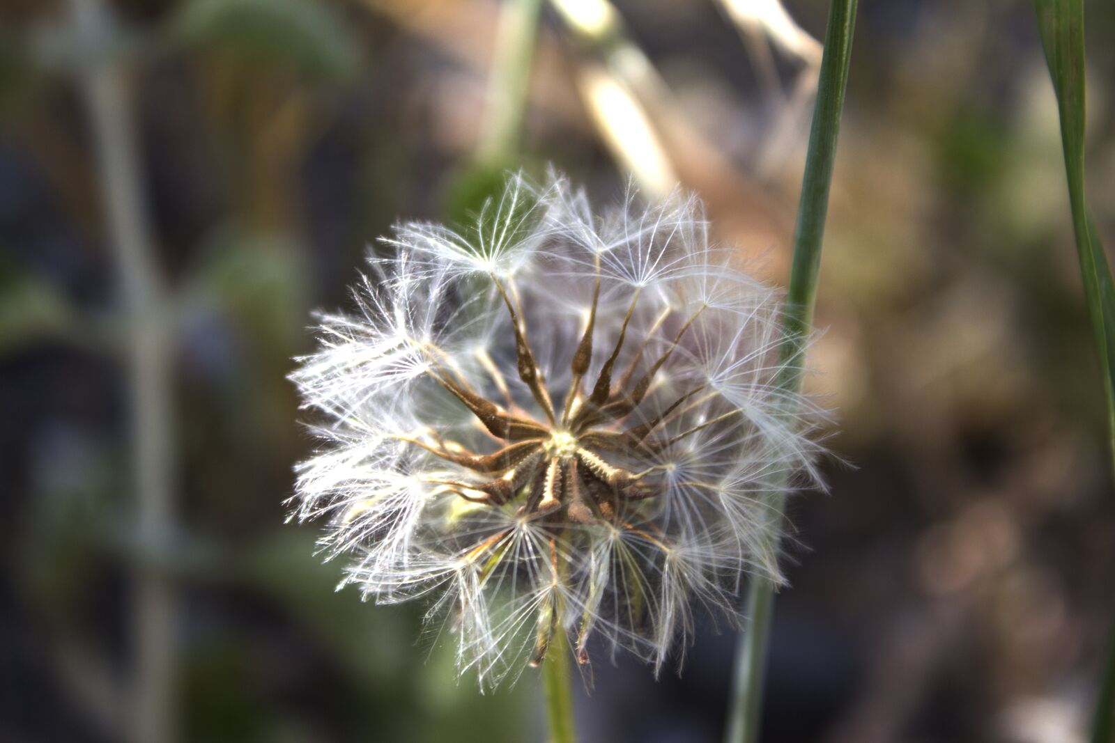 Canon EOS 600D (Rebel EOS T3i / EOS Kiss X5) sample photo. Dandelion, flower, detail photography