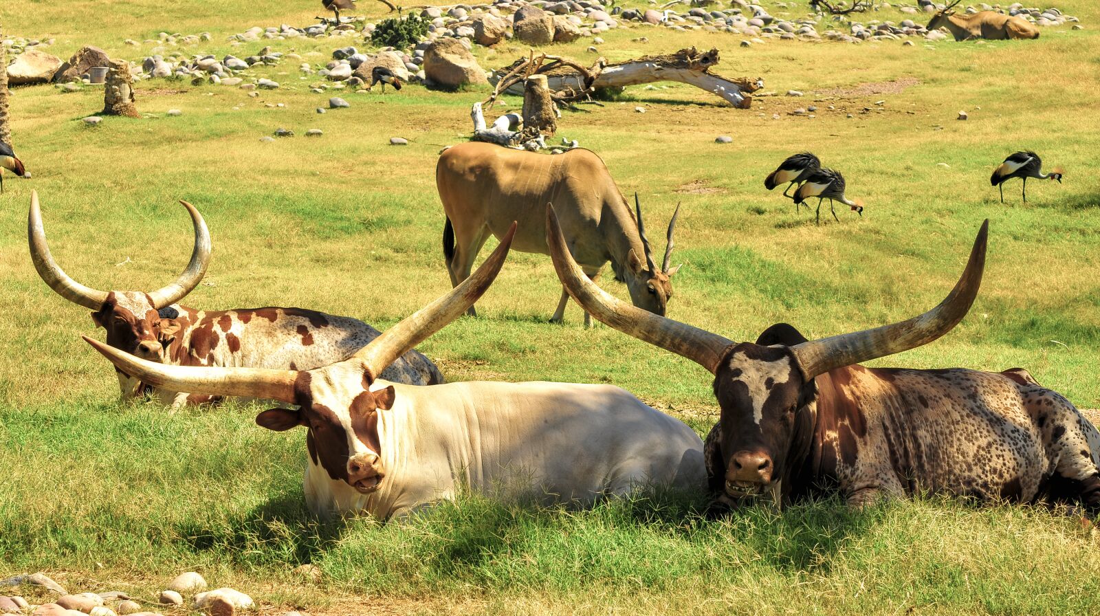 Nikon D300 sample photo. Cattle, african, africa photography