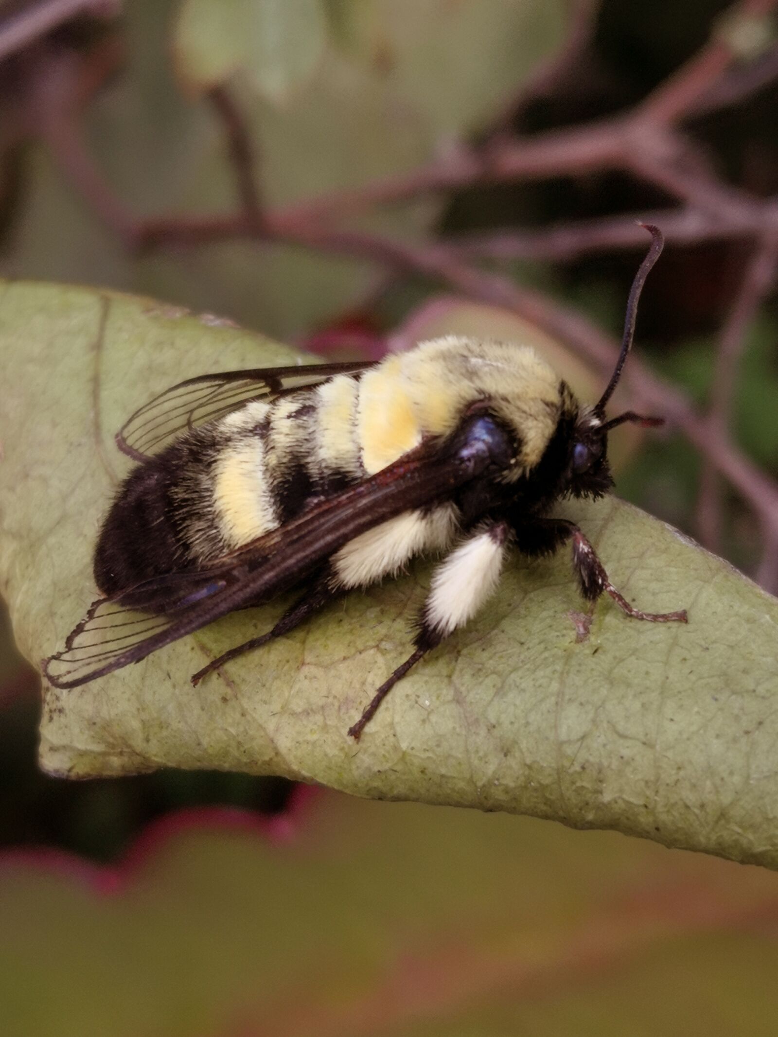 HUAWEI Mate 10 Pro sample photo. Insects, nature, bumblebees photography