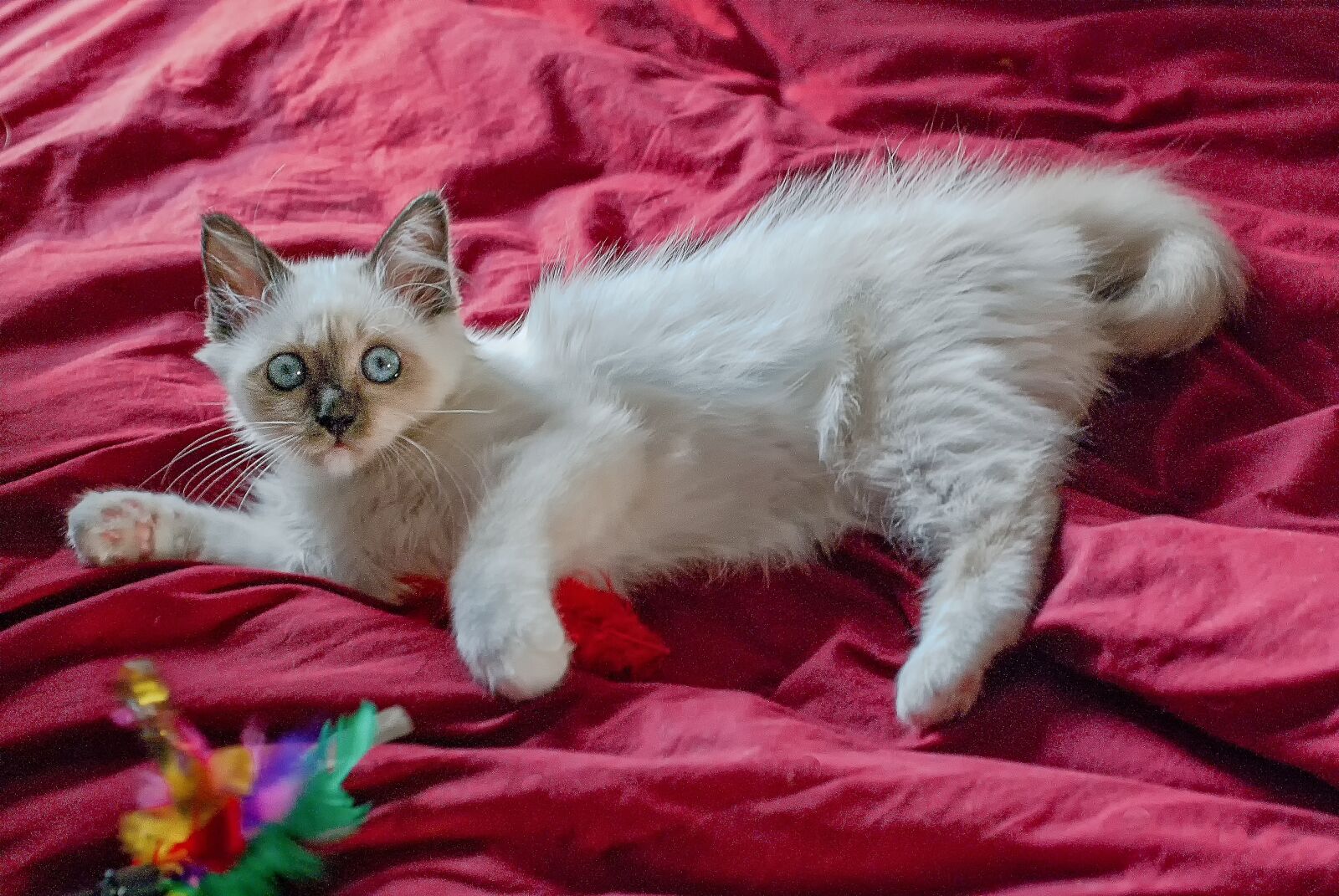 Nikon D80 sample photo. Cat, player, white photography