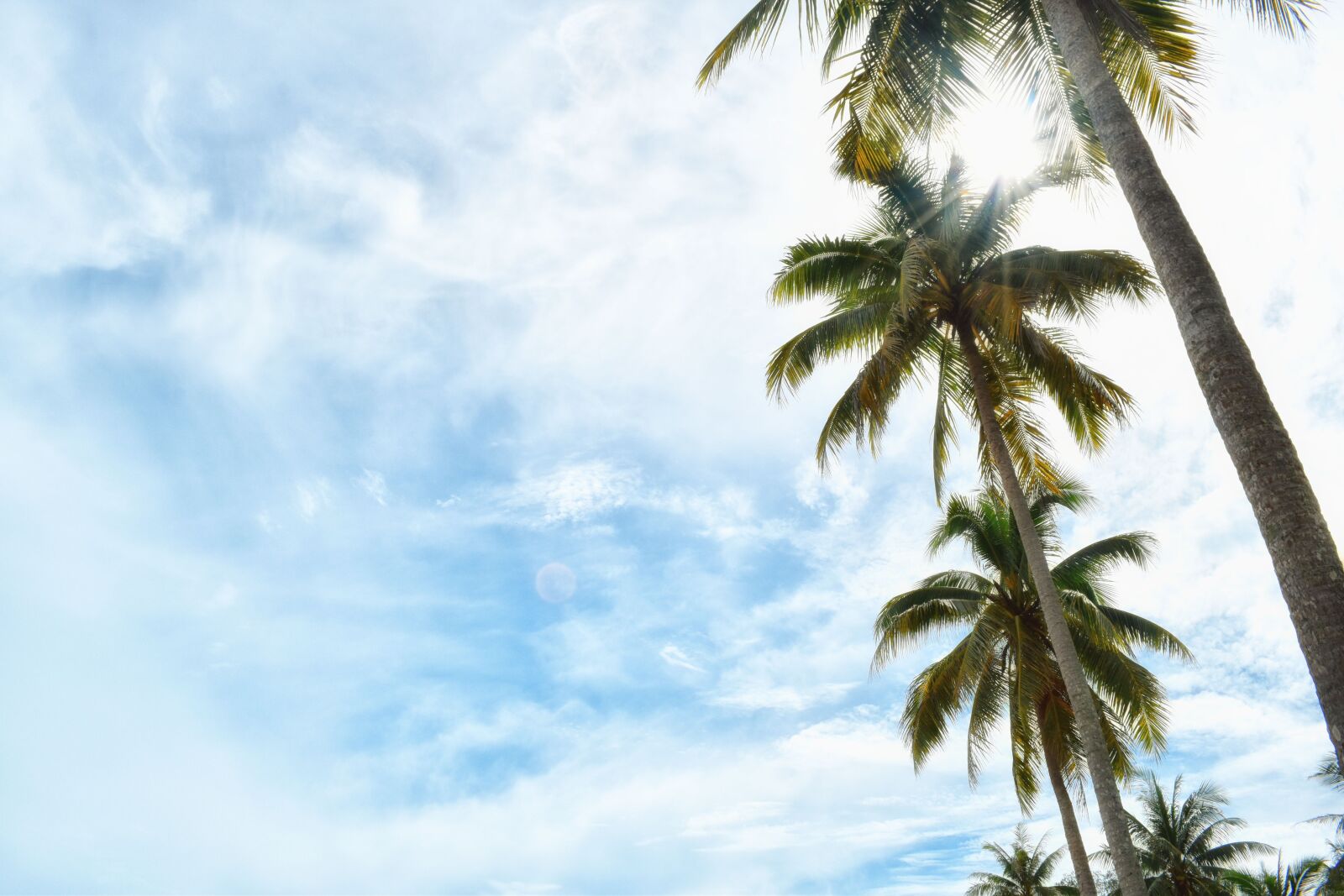 Nikon D5500 sample photo. Nature, tree, sky photography