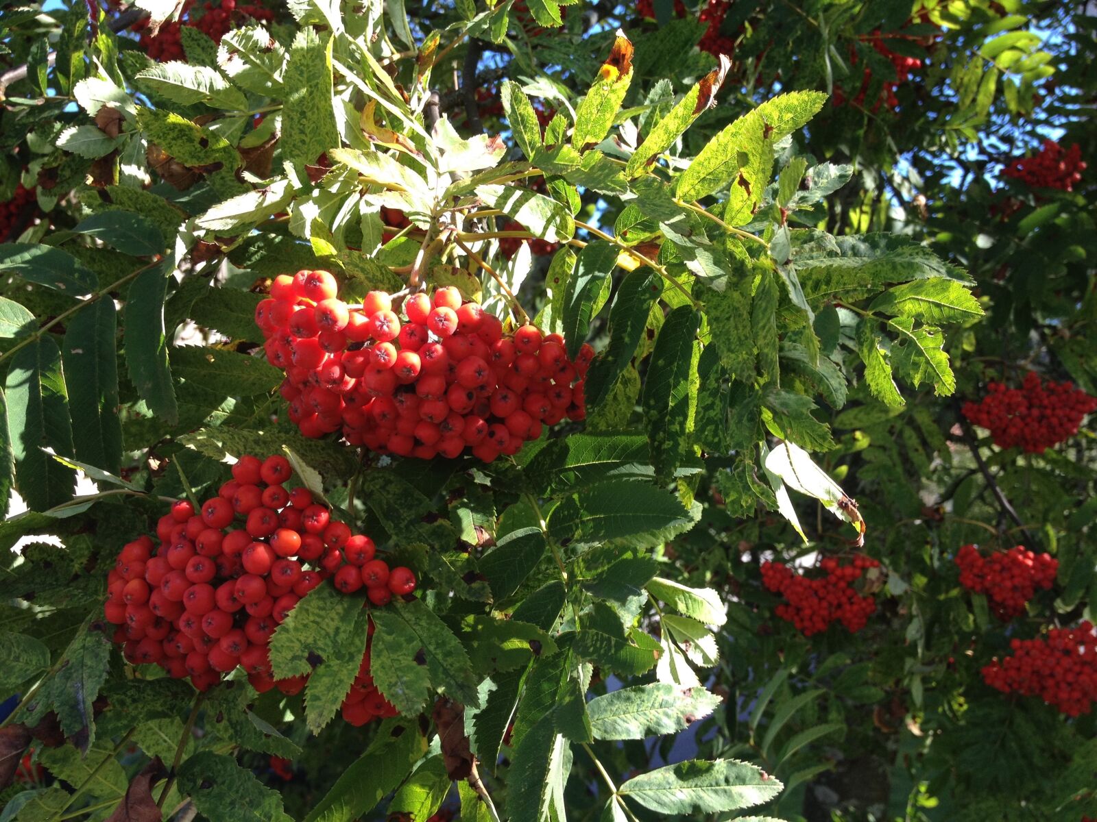 Apple iPhone 4S sample photo. Rowan berries, berry, red photography