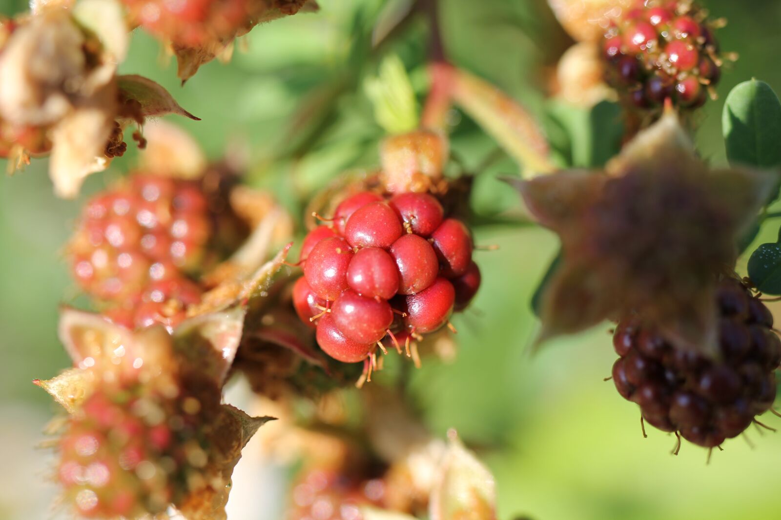 Canon EOS 550D (EOS Rebel T2i / EOS Kiss X4) sample photo. Blackberry, immature, fruit photography