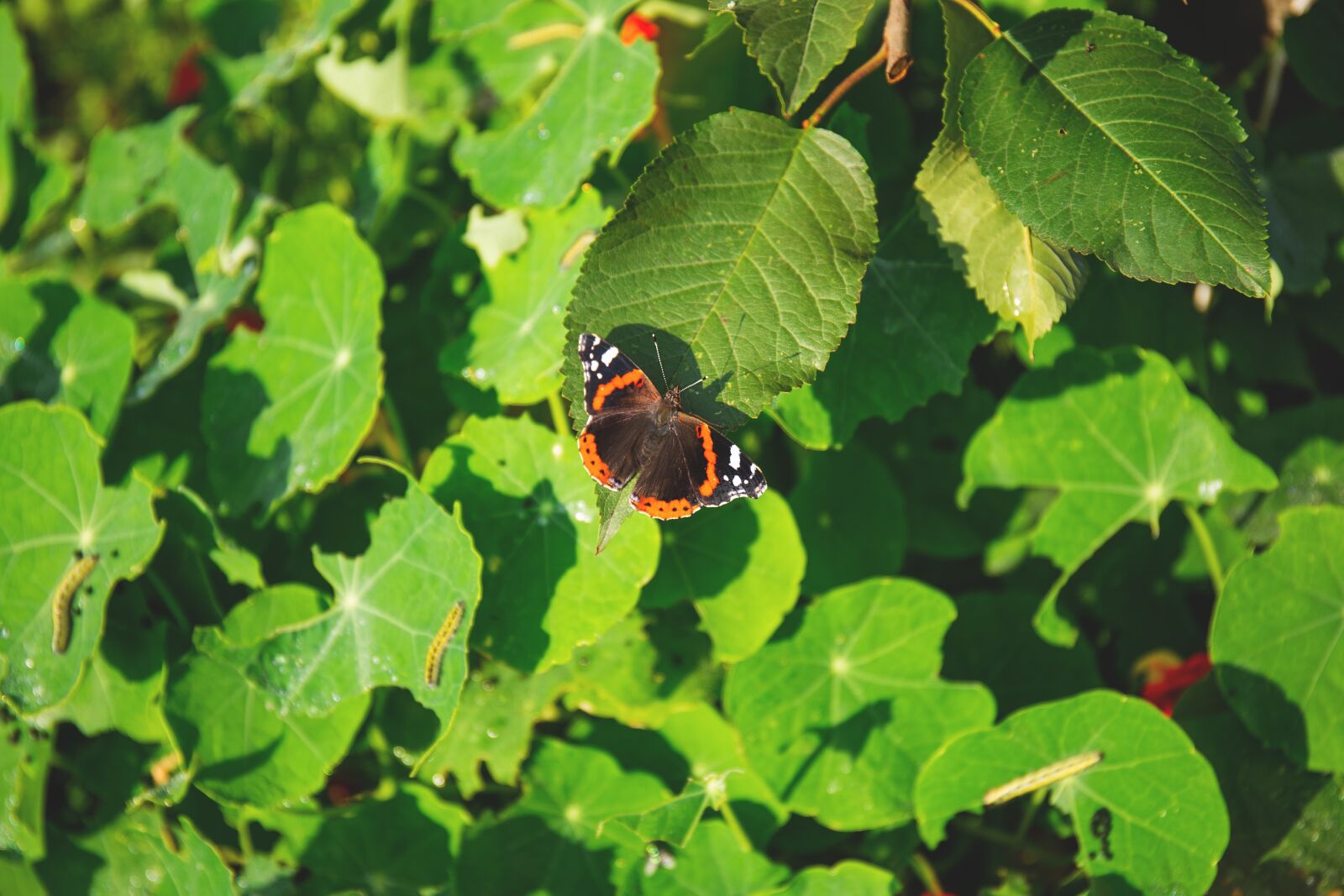 Canon EF 24-70mm F4L IS USM sample photo. Nature, appealing, attractive photography