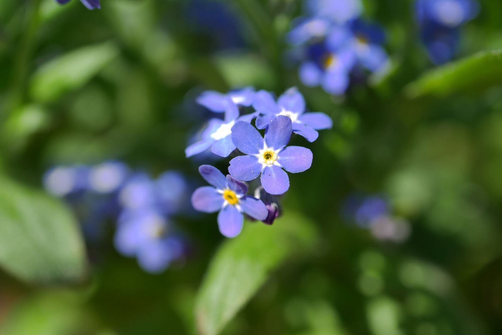 Panasonic DMC-G70 sample photo. Nature, plant, flower photography