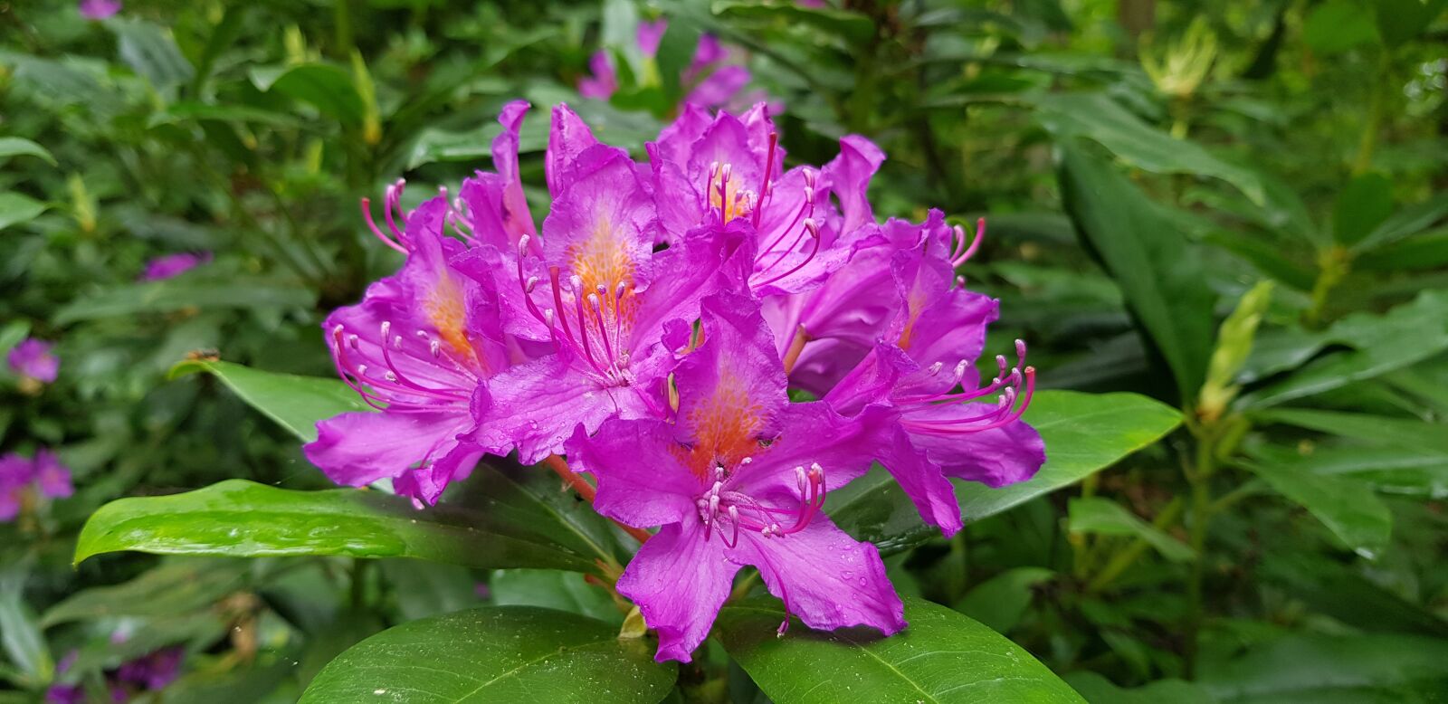 Samsung Galaxy S8 sample photo. Flower, rhododendron, bloom photography