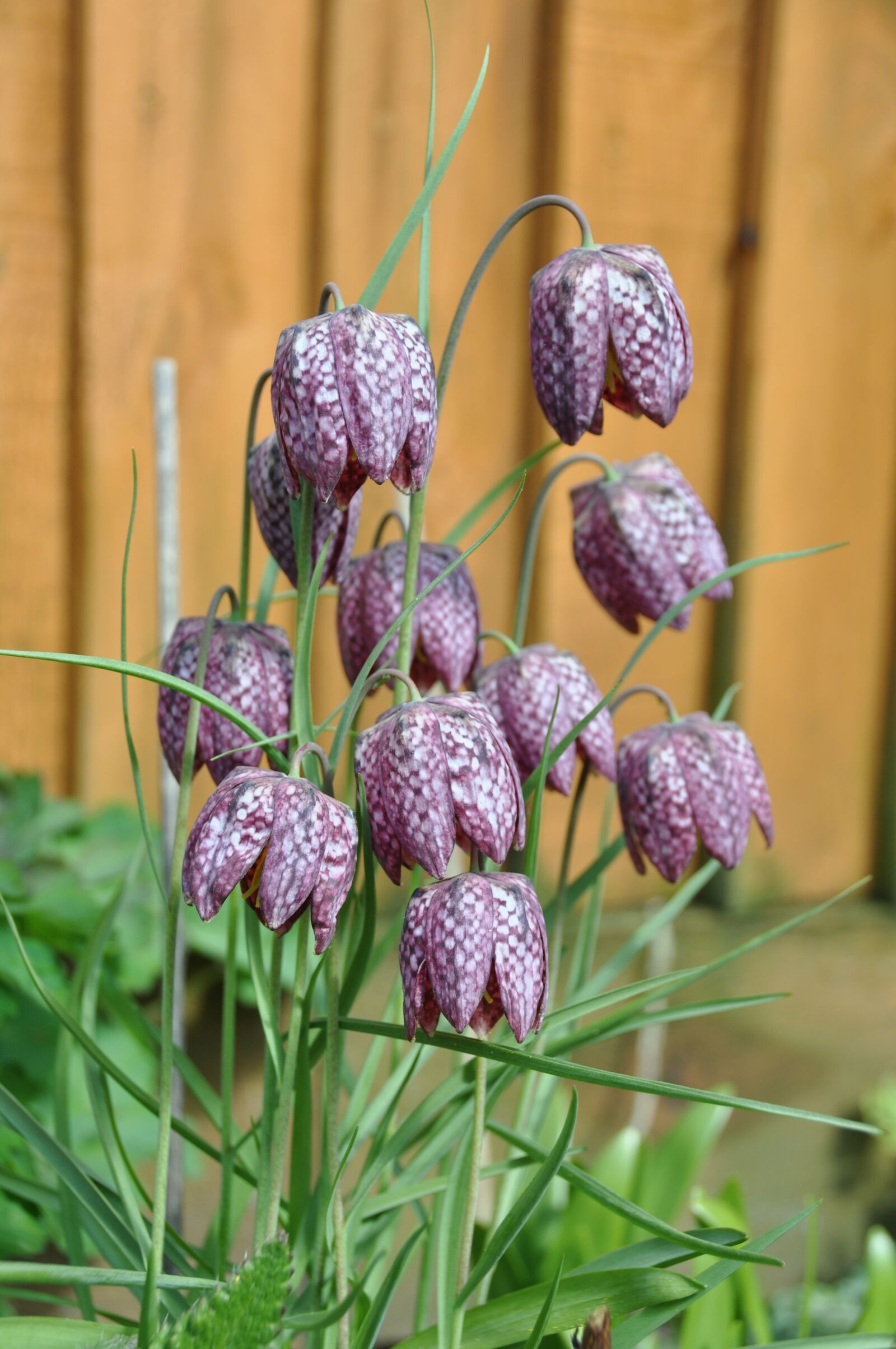 Nikon D90 sample photo. Flowers, snake's head, fritillary photography