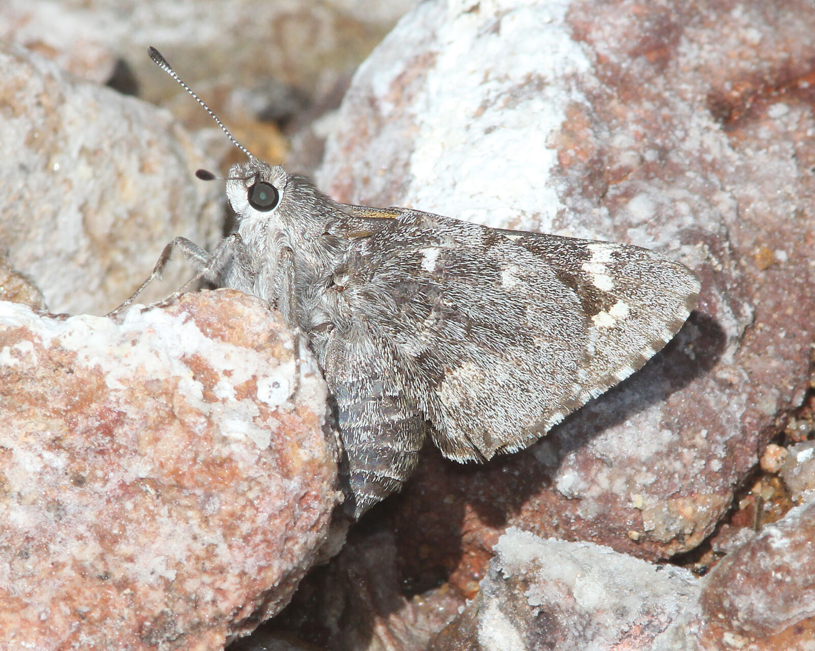 Canon EF 300mm F4L IS USM sample photo