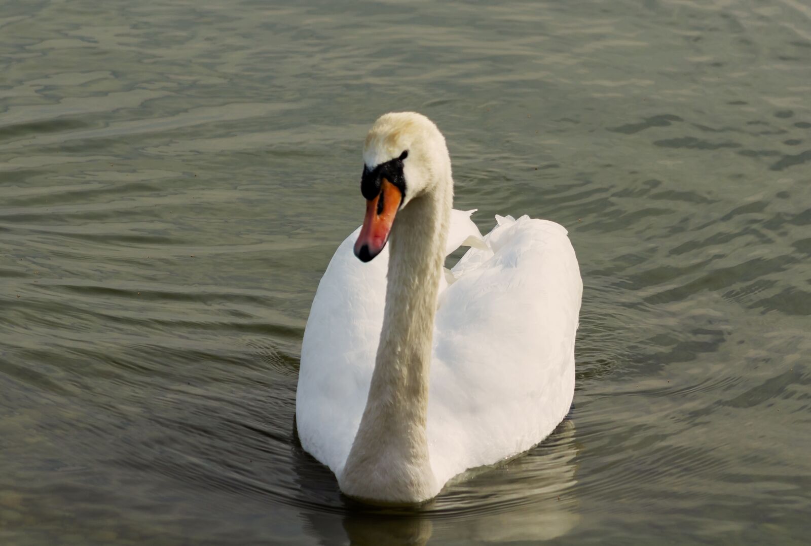 Canon EF75-300mm f/4-5.6 sample photo. Mute swan, swan, white photography