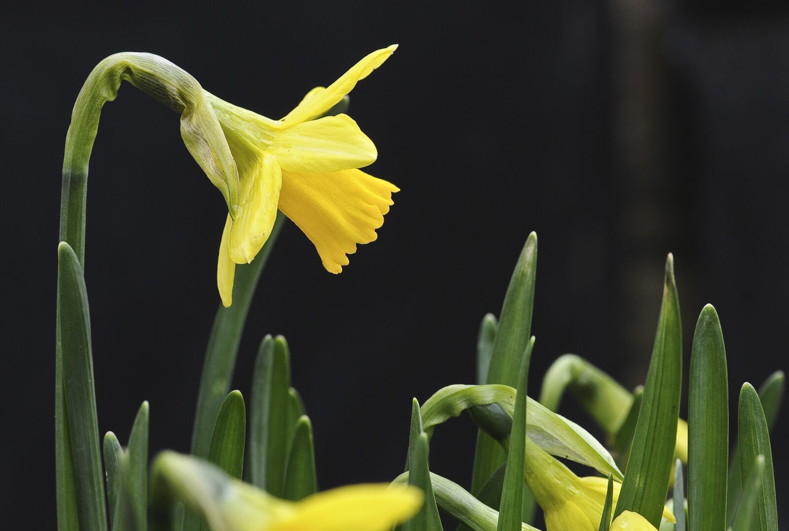 Nikon D90 sample photo. Nature, flower, spring photography