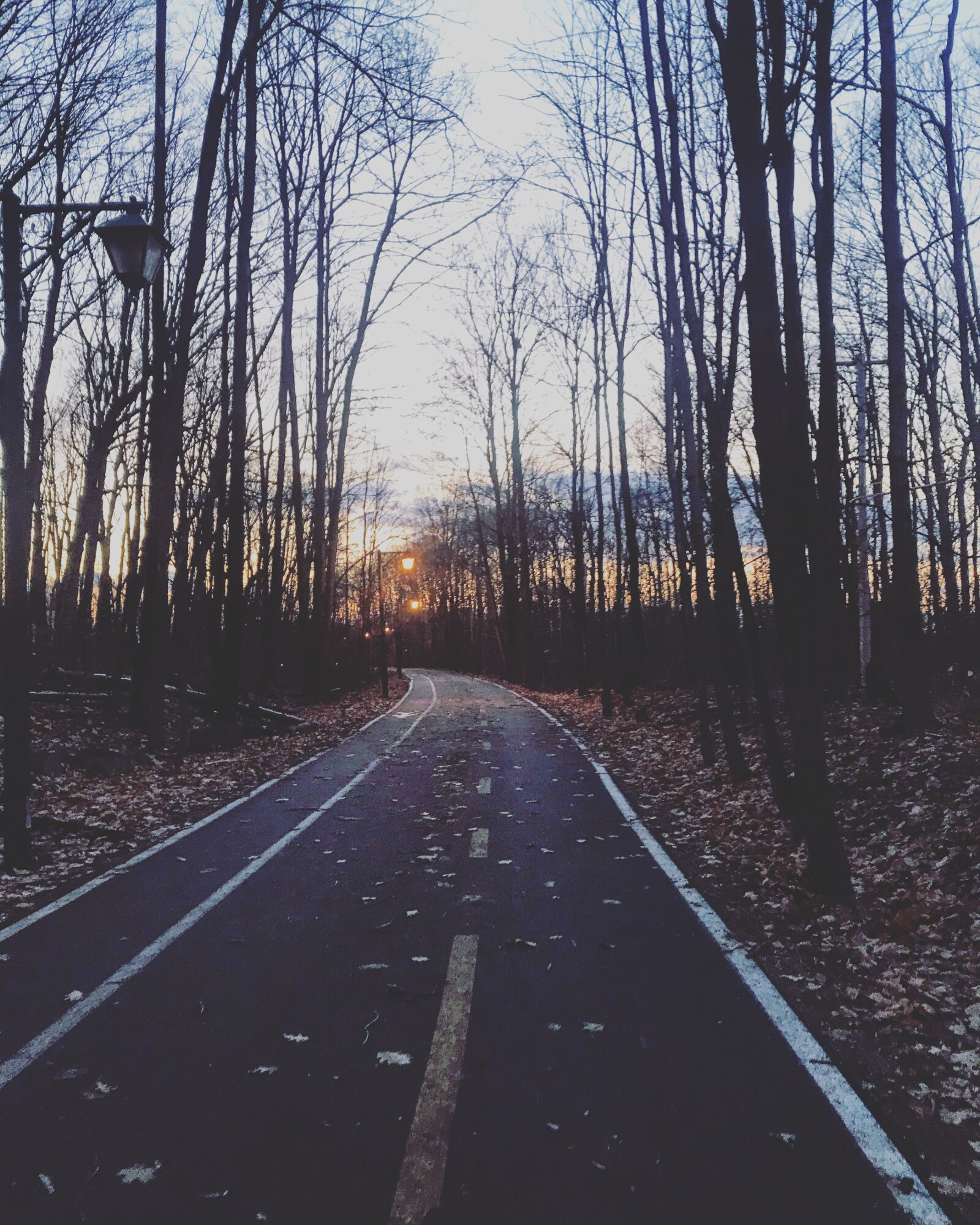 iPhone 7 back camera 3.99mm f/1.8 sample photo. Track, bicycle path, tree photography