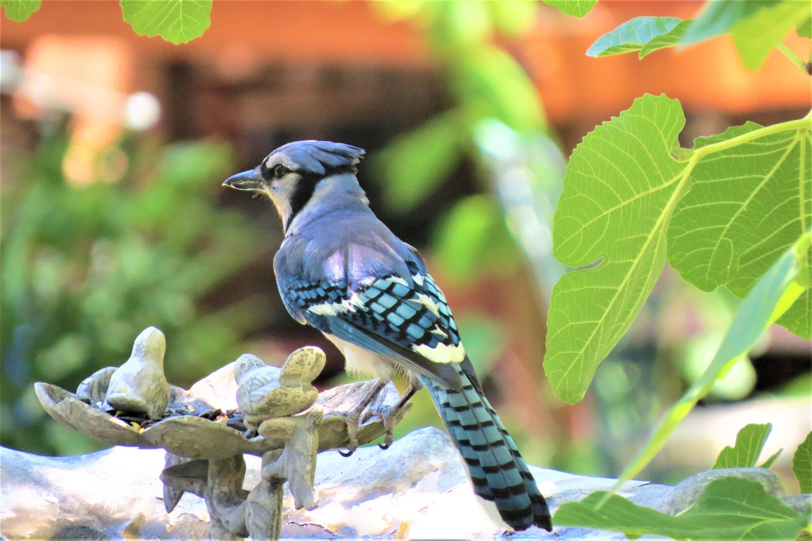 Canon PowerShot SX50 HS sample photo. Bird, blue, white photography