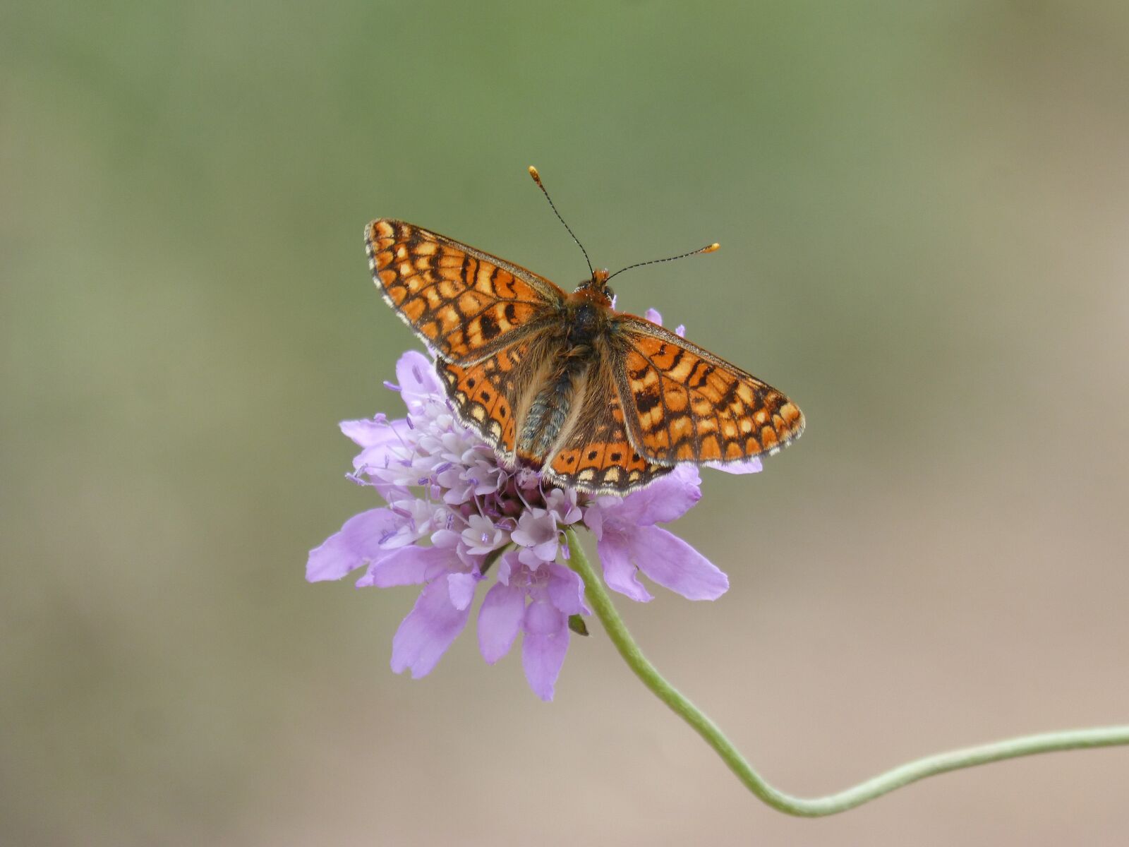Panasonic DMC-FZ62 sample photo. Butterfly, damero knapweed, melitaea photography