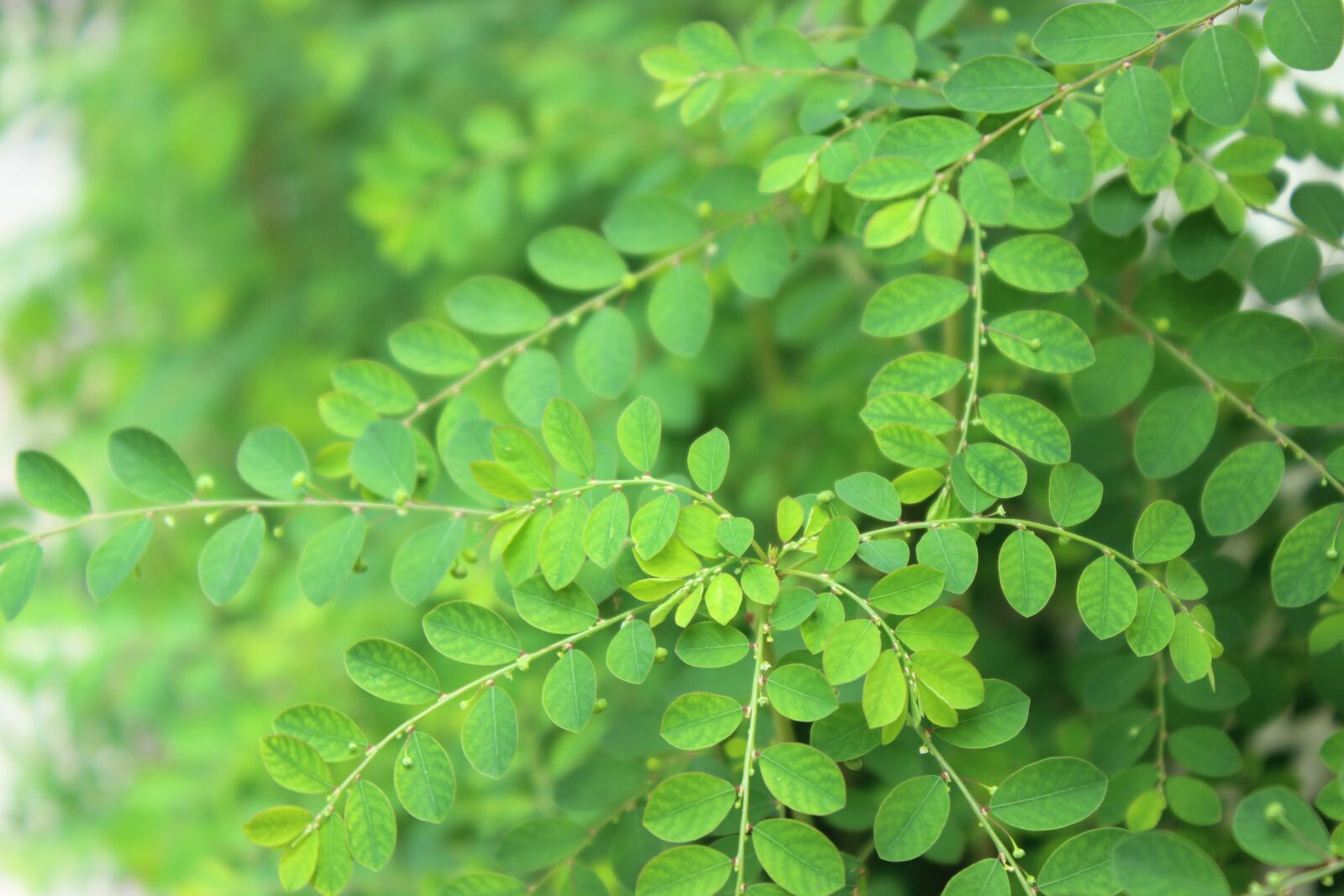 Canon EOS 600D (Rebel EOS T3i / EOS Kiss X5) sample photo. Plant, nature, garden photography