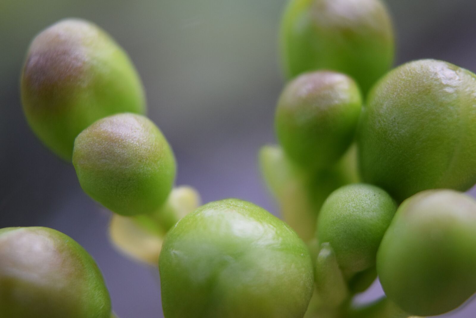 Nikon D3300 sample photo. Stamen, green, flower photography