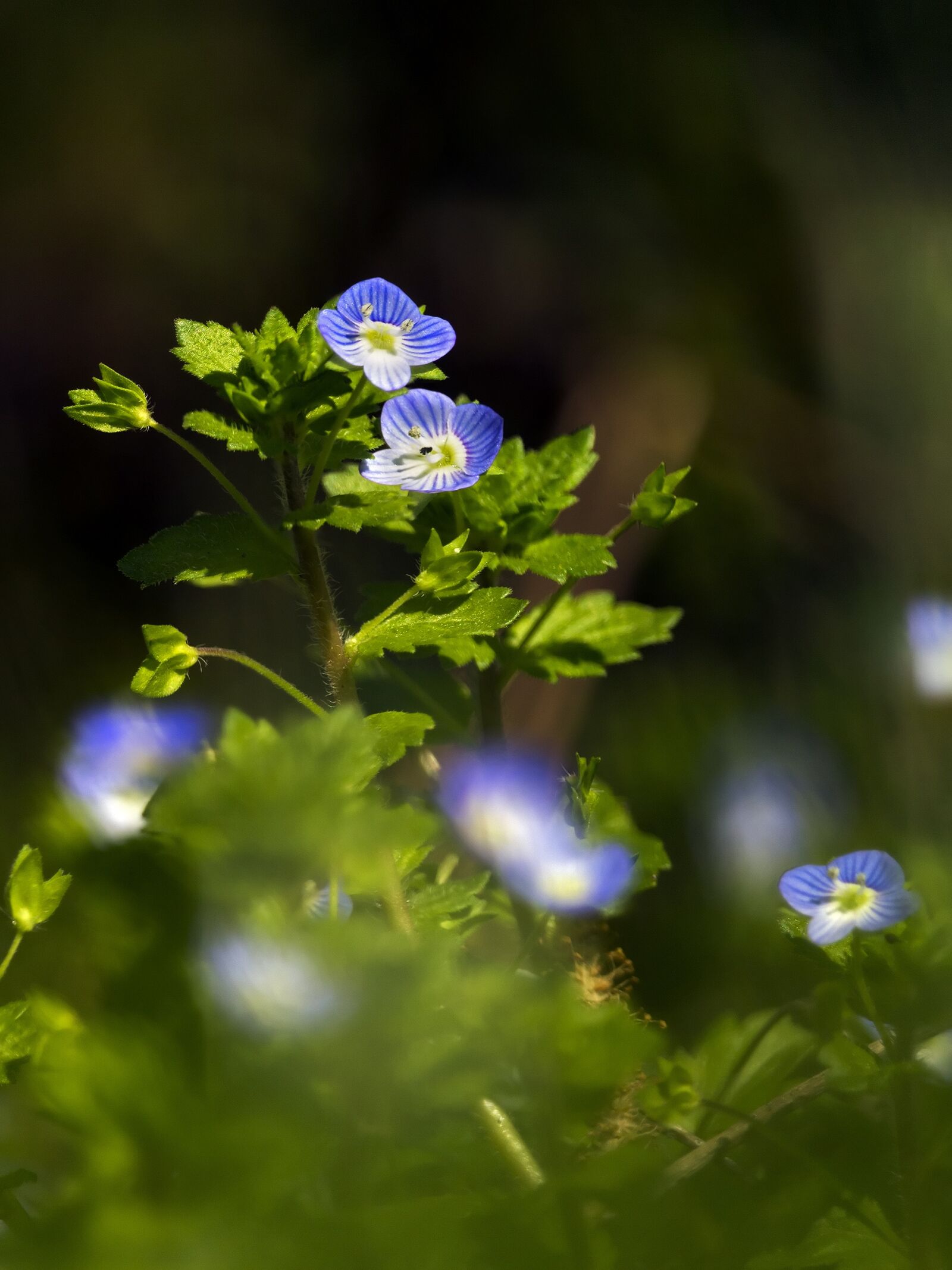 Canon EF-S 55-250mm F4-5.6 IS STM sample photo. Véronique, flower, blue photography