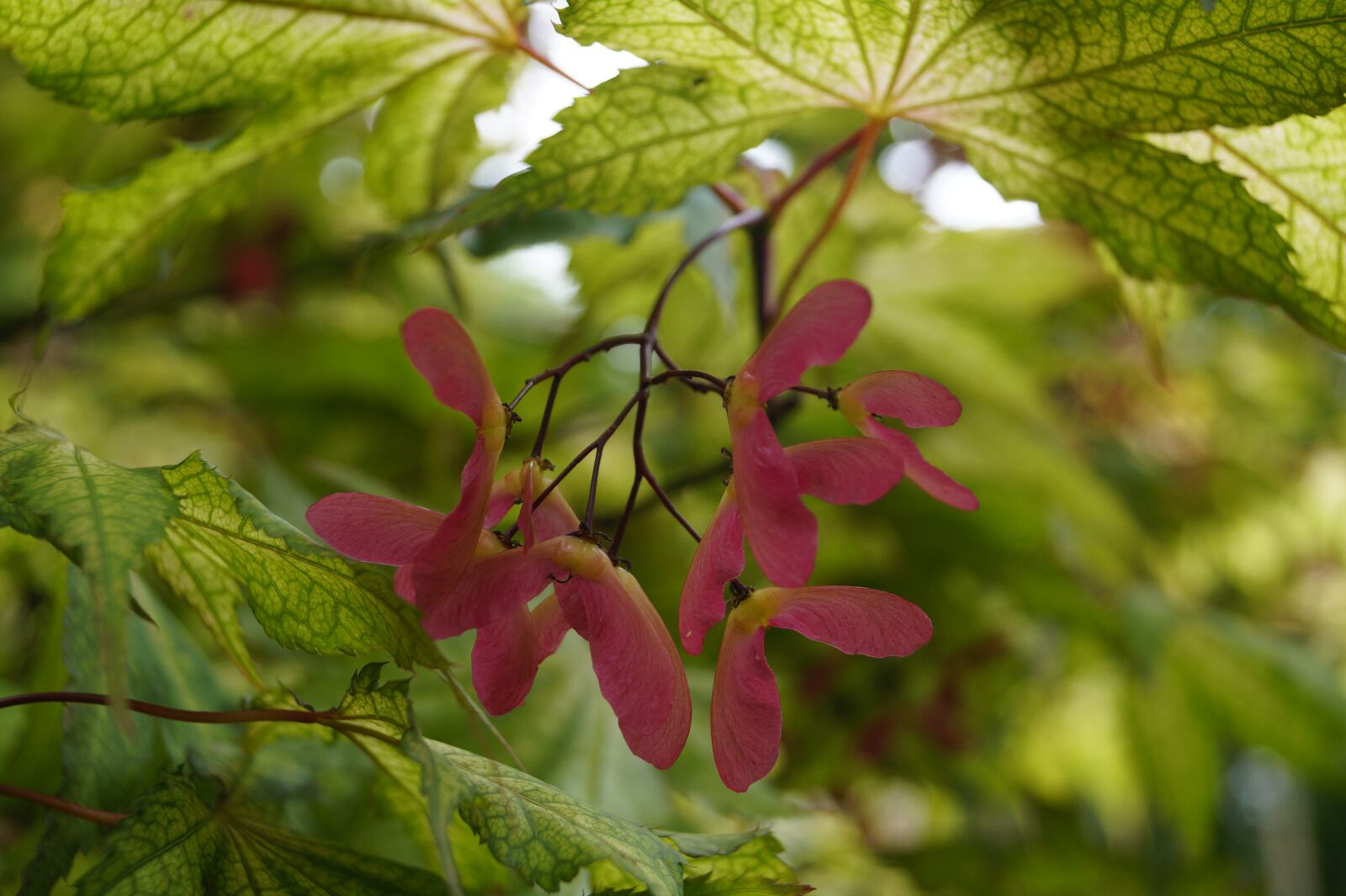 Sony DT 18-55mm F3.5-5.6 SAM II sample photo. Maple, leaves, maple leaf photography