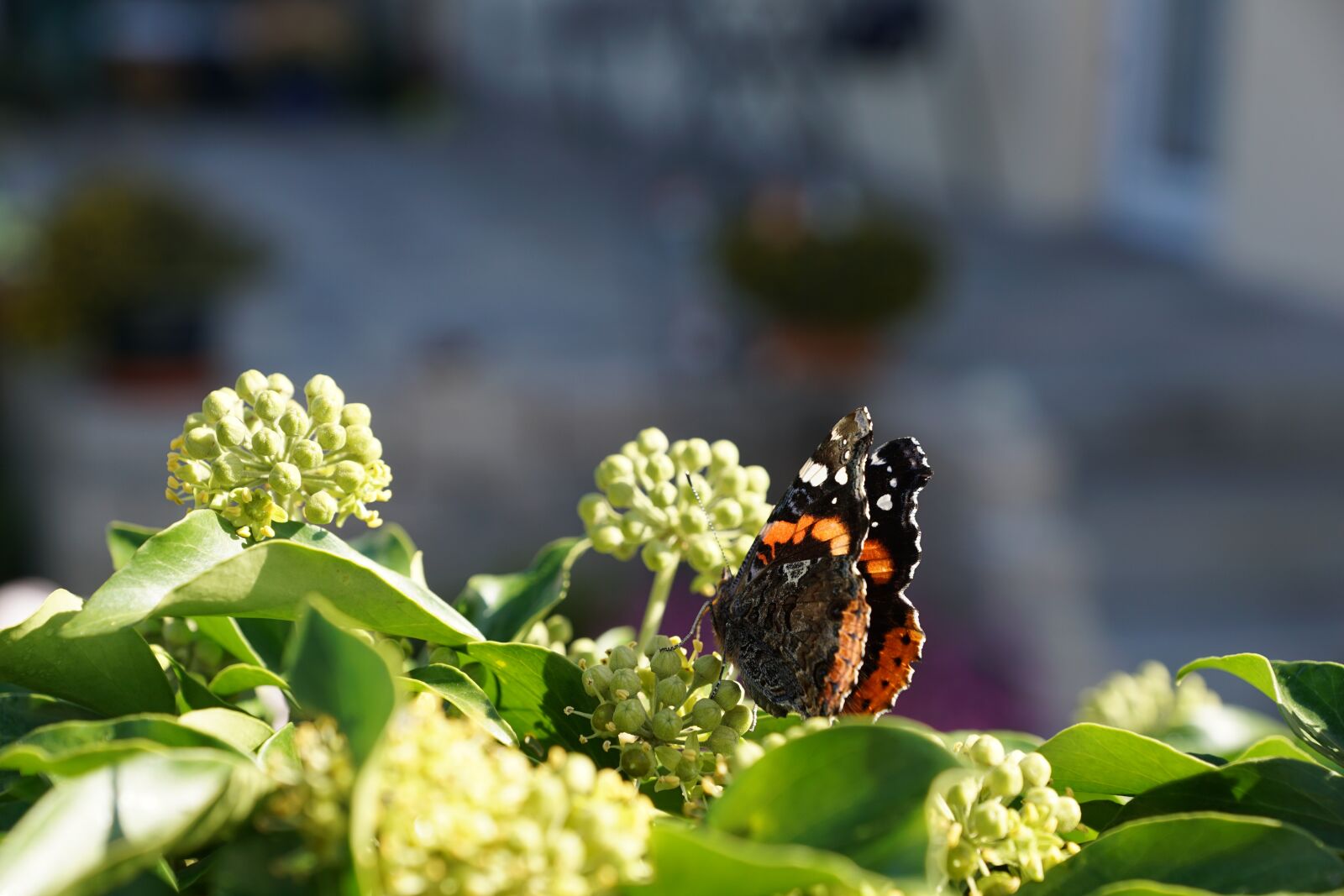 Sony DT 16-50mm F2.8 SSM sample photo. Butterfly, colorful, tree photography