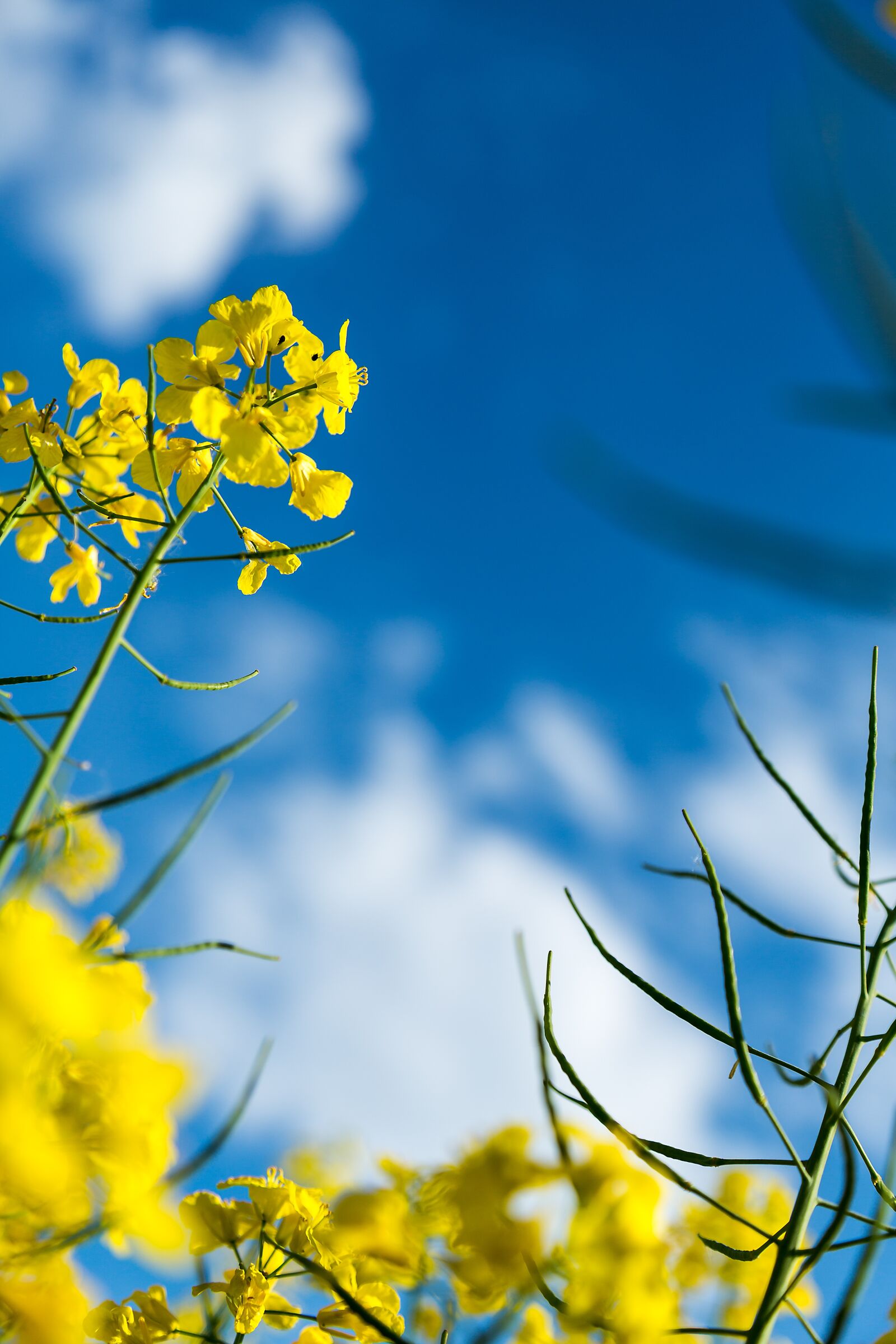 Canon EF 24-105mm F4L IS USM sample photo. Blue sky, oilseed rape photography
