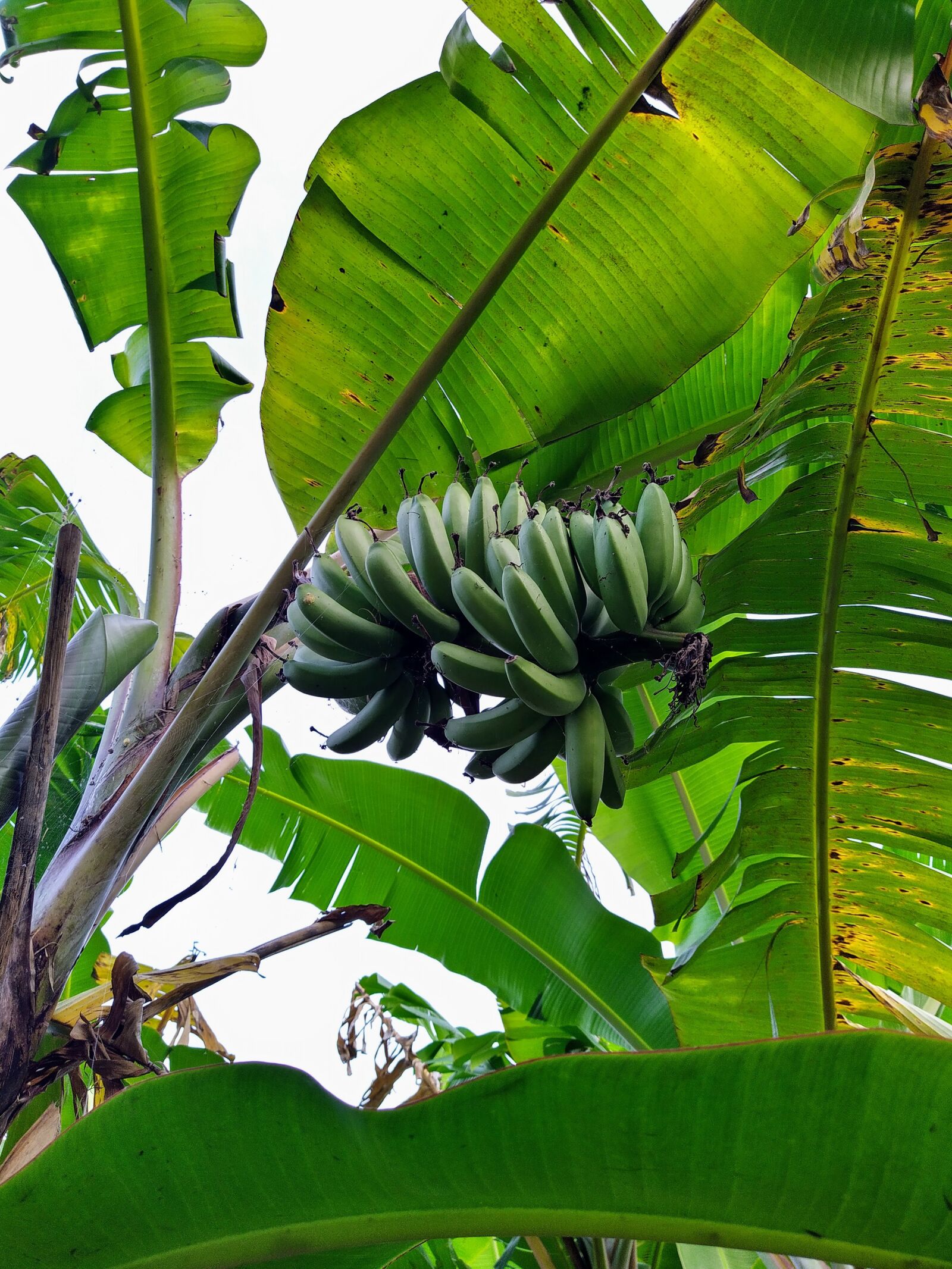HMD Global Nokia 7.2 sample photo. Banana tree, bananas, results photography