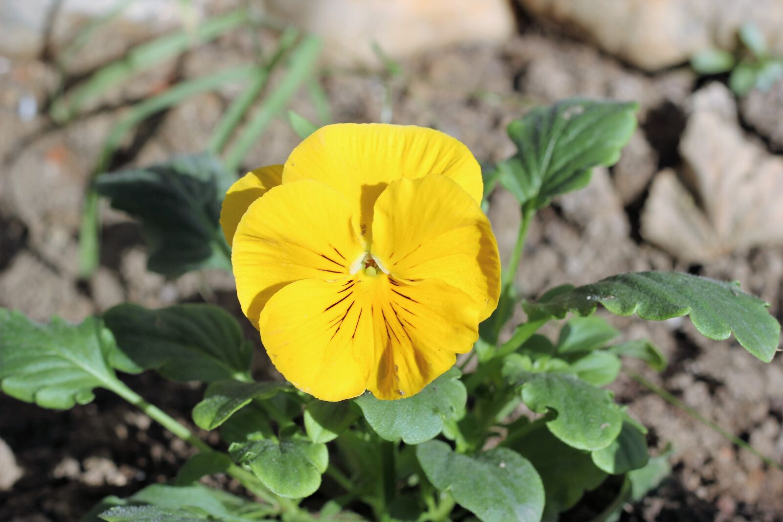Canon EOS 550D (EOS Rebel T2i / EOS Kiss X4) sample photo. Pansy, flower, garden photography