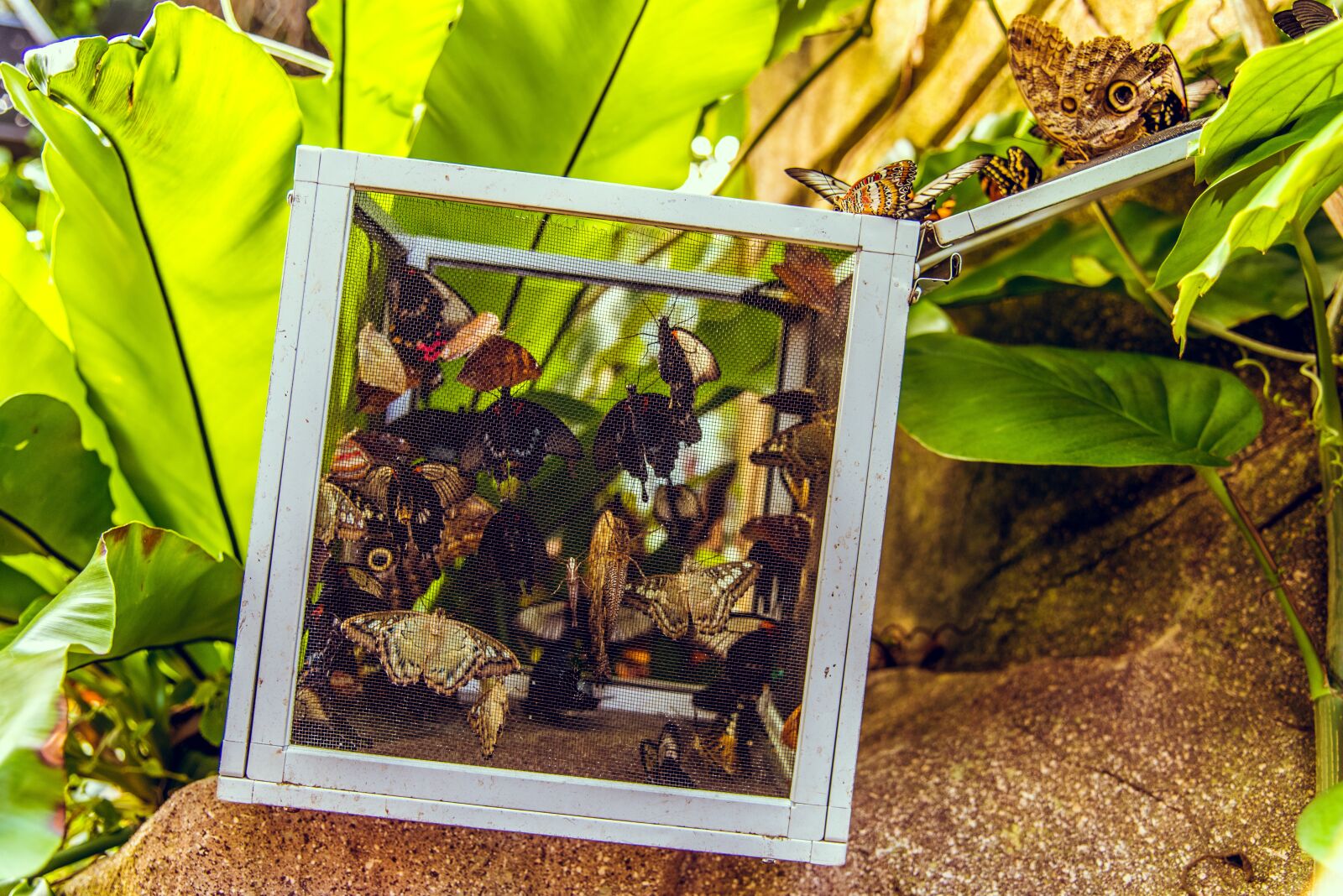 Nikon D750 sample photo. Box, butterfly, butterflies photography