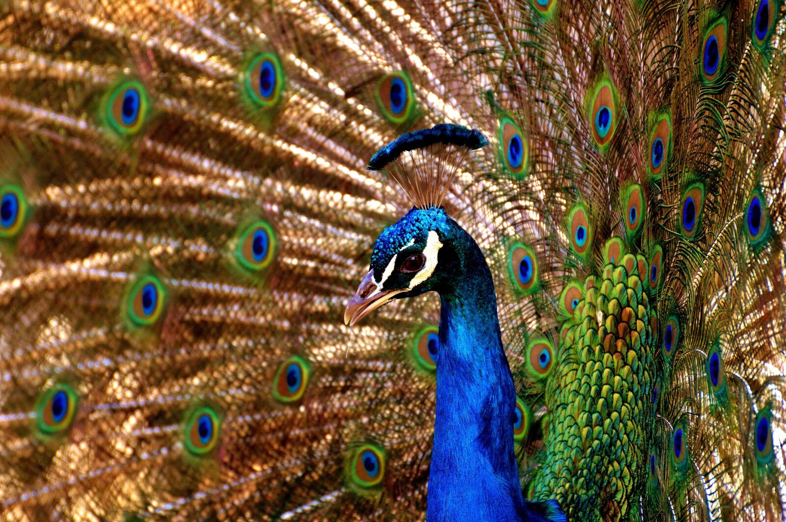 Nikon D3200 sample photo. Peacock, bird, colorful photography