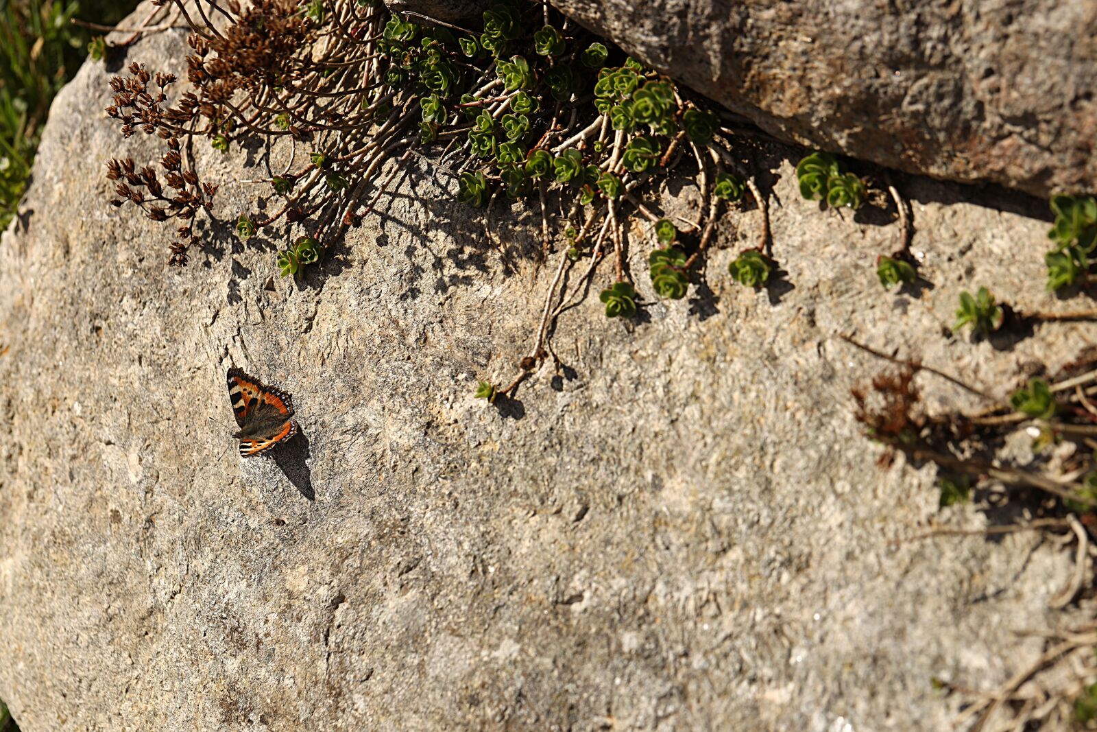 Canon EOS R sample photo. Butterfly, stone, nature photography