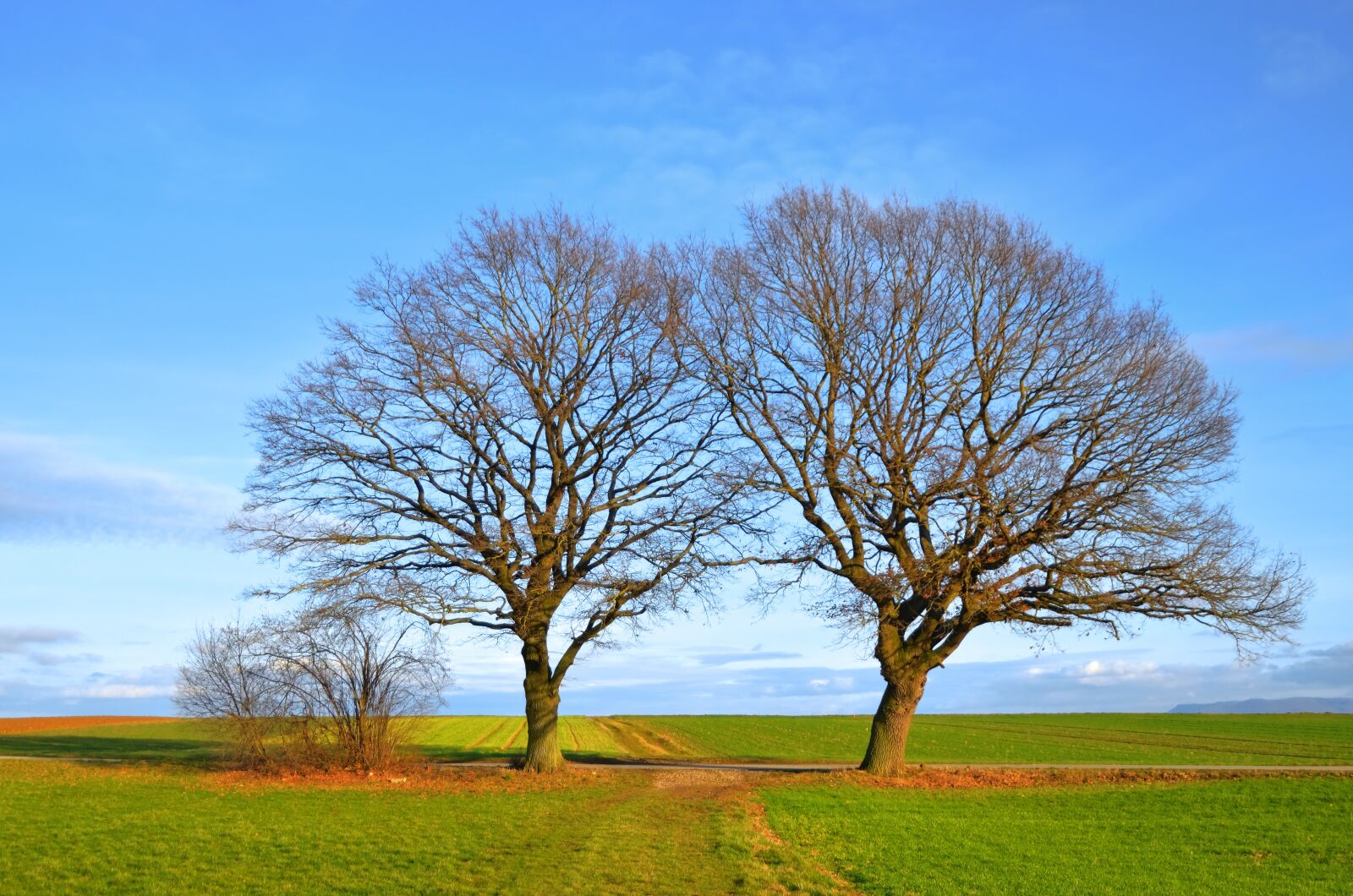 Nikon D5100 sample photo. Nature, trees, landscape photography