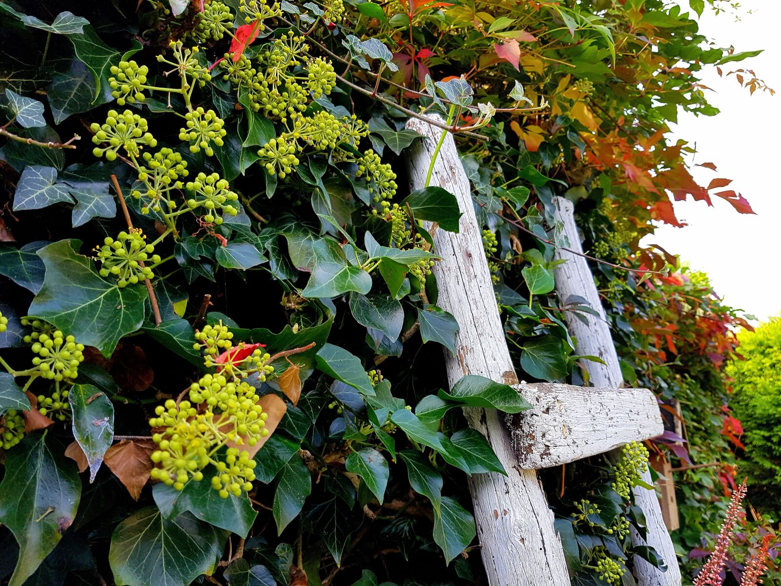 Samsung Galaxy S7 sample photo. Ivy, garden, autumn photography