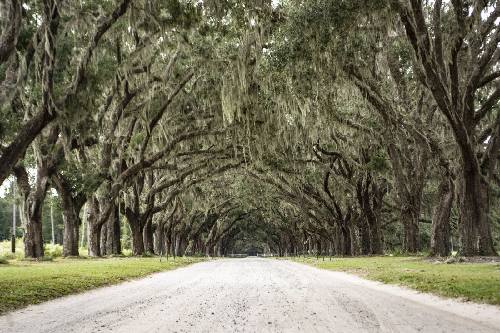 Nikon D5200 sample photo. Georgia, live oak, trees photography