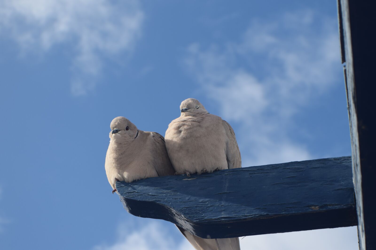 Nikon D5300 sample photo. Pigeons, birds, couple photography