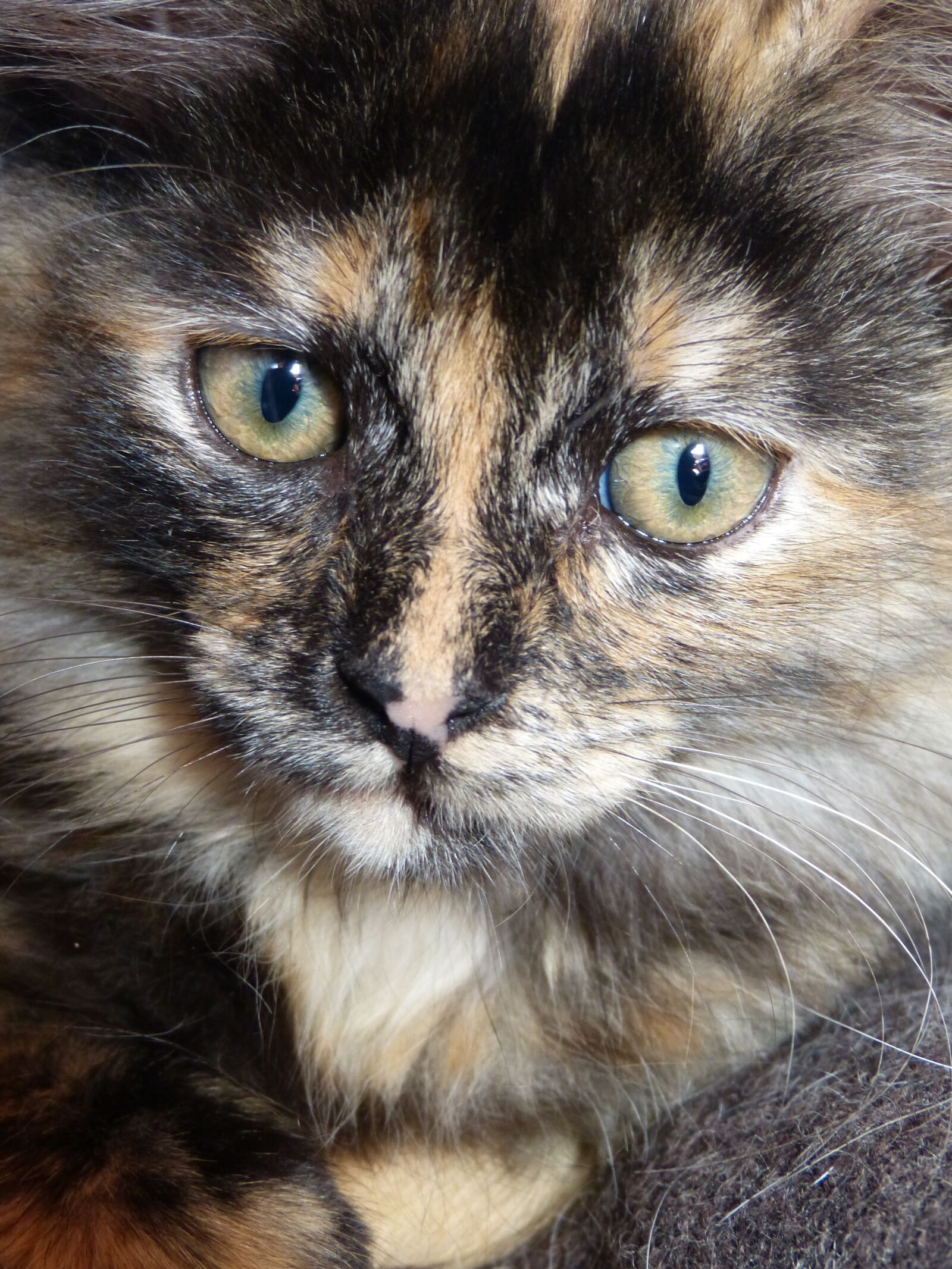 Panasonic Lumix DMC-FZ150 sample photo. Cat, intense look, eyes photography