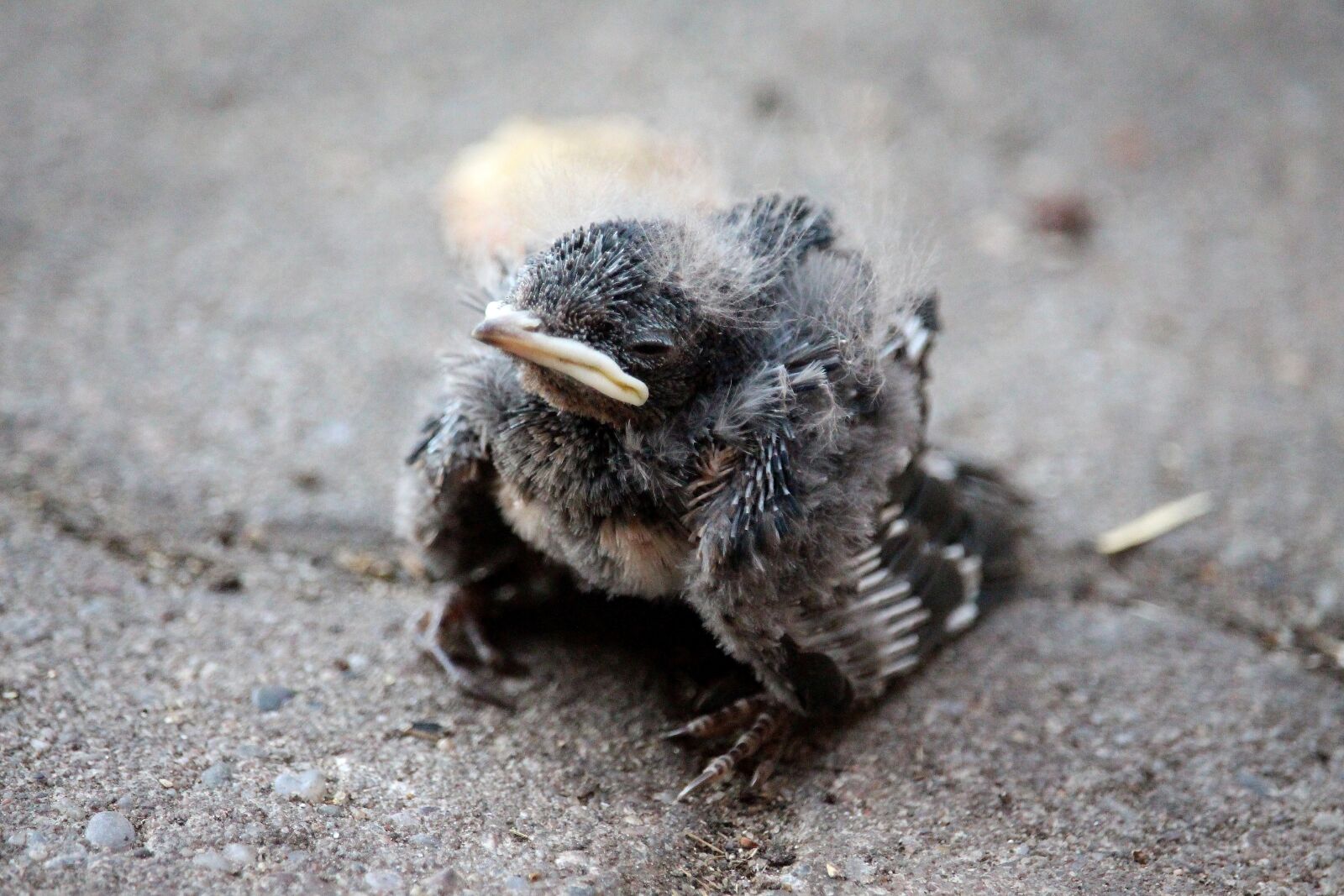 Canon EOS 700D (EOS Rebel T5i / EOS Kiss X7i) sample photo. Swallow chicks, helpless, small photography
