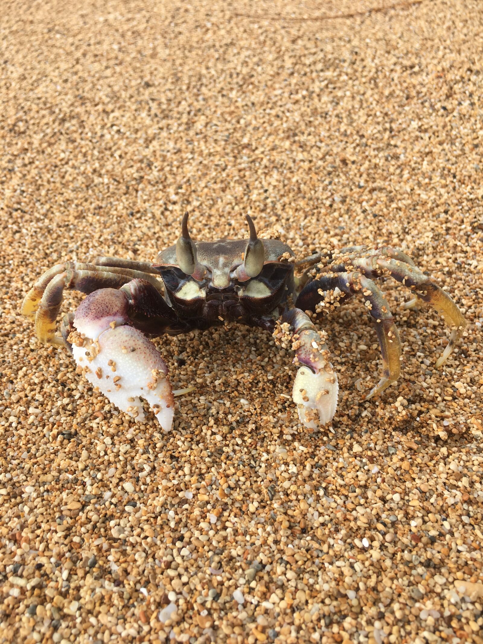 Apple iPhone 6s sample photo. Crab, animal, beach photography