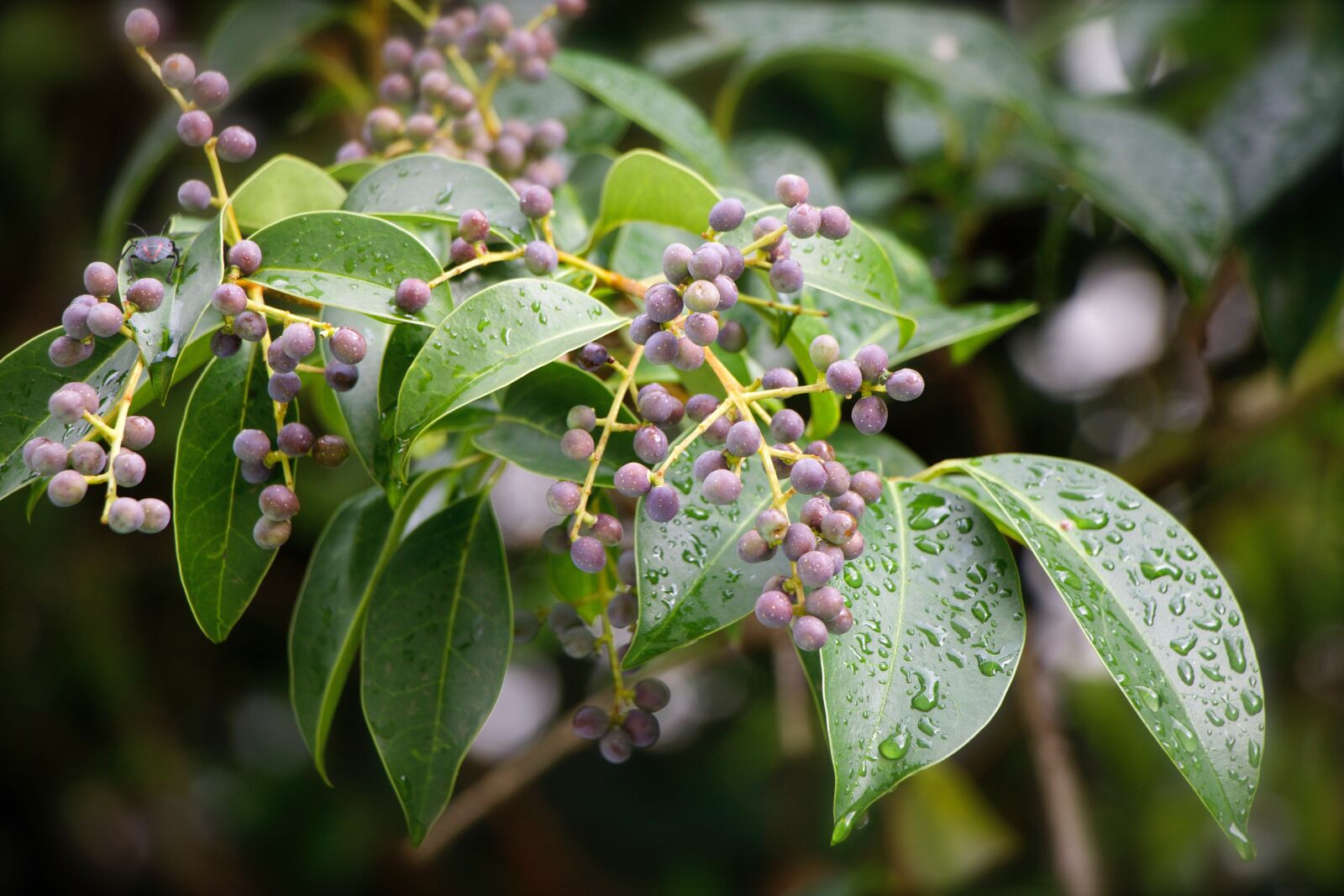 Canon EOS 70D sample photo. Drops of rain, leaves photography