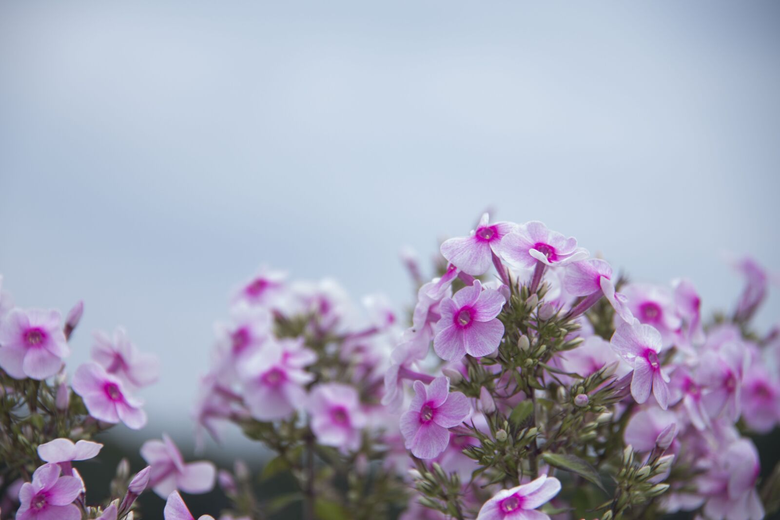 Canon EOS 800D (EOS Rebel T7i / EOS Kiss X9i) sample photo. Flowers, summer, spring photography