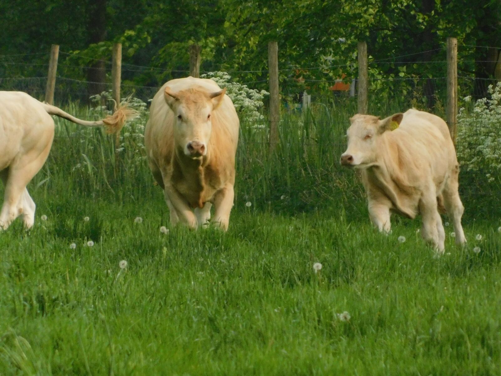 Nikon Coolpix B500 sample photo. Hop, cows, race photography