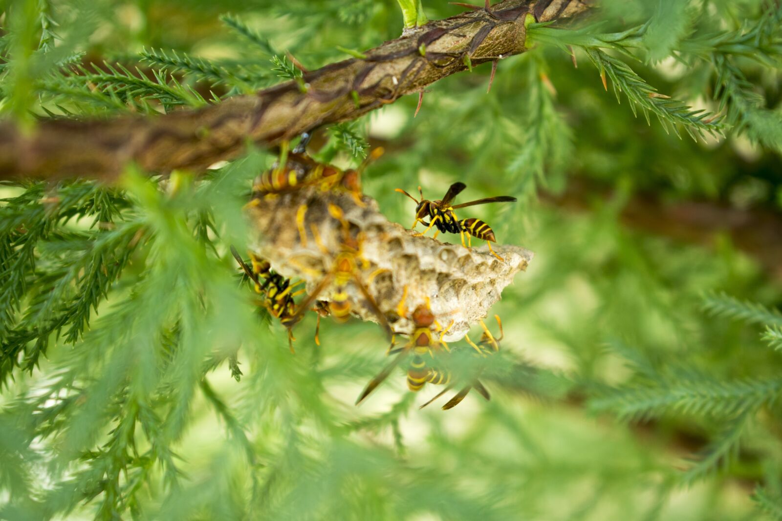 Nikon D3400 sample photo. Wasp, nature, insects photography
