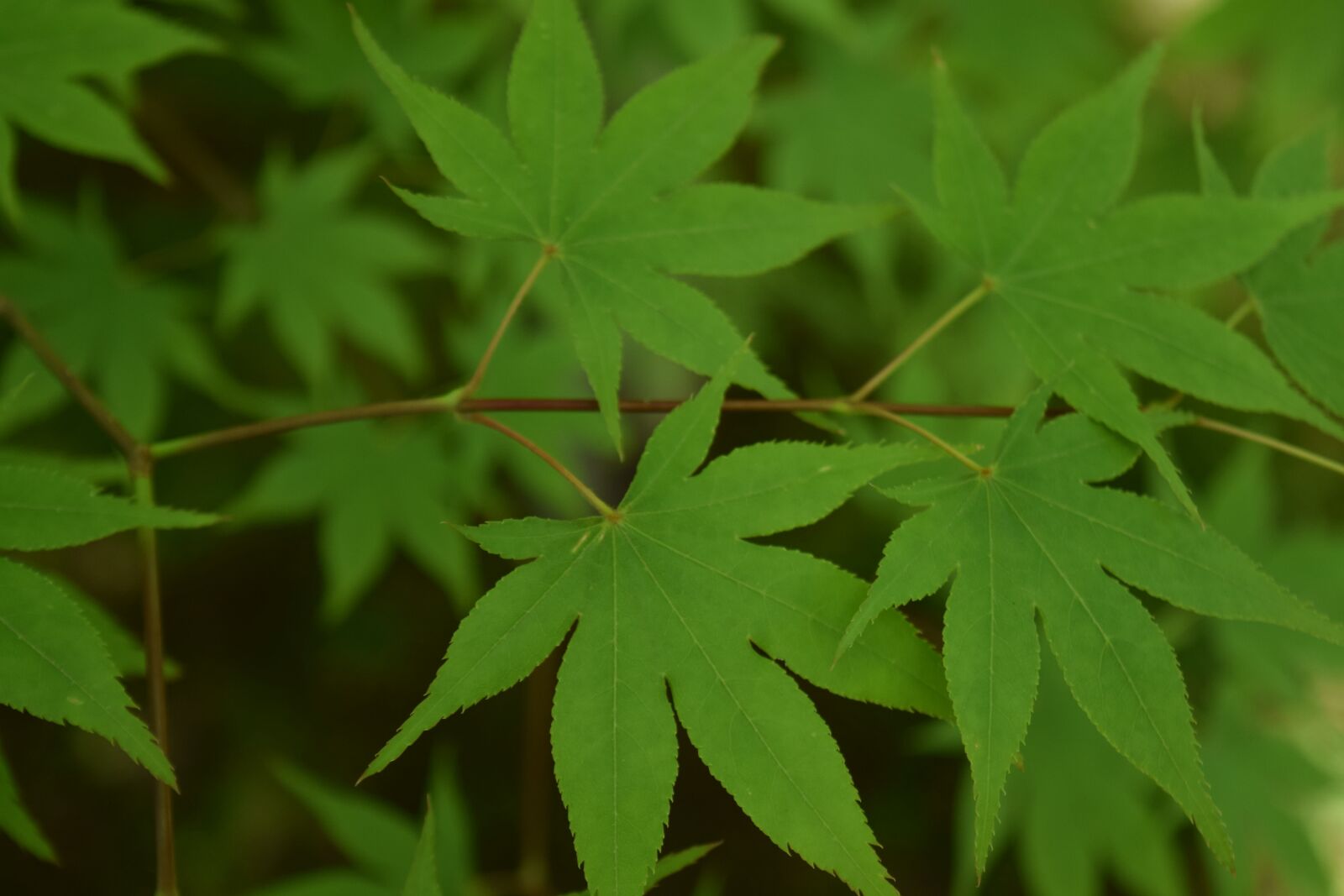 Nikon D3300 sample photo. Fresh green, maple leaf photography