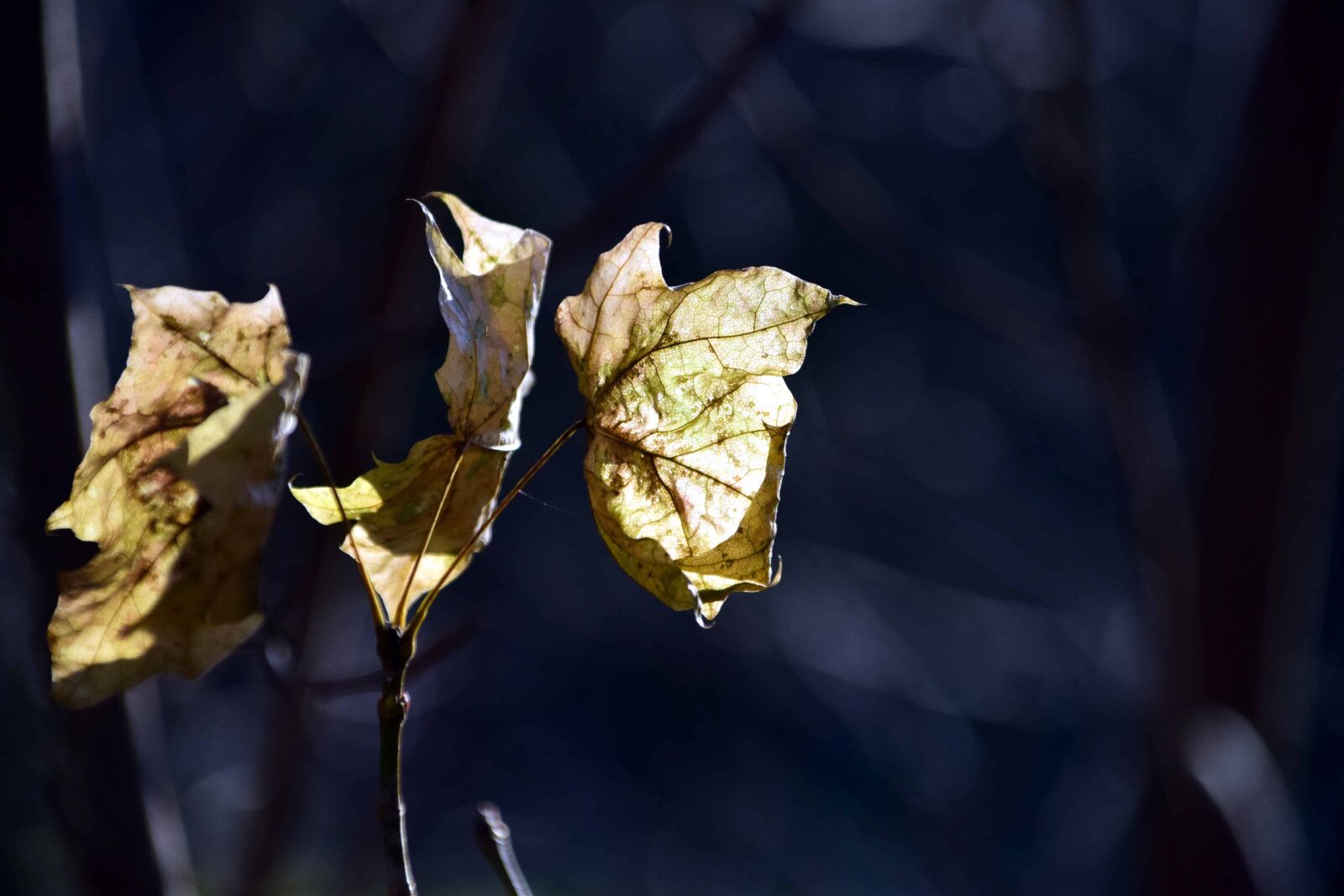 Nikon D3300 sample photo. Nature, flora, leaf, tree photography