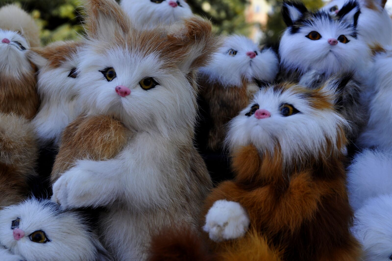 Nikon D5000 sample photo. Mammals, charming, animals photography